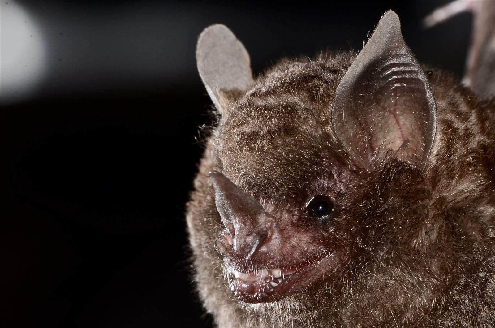 Seba's short-tailed bat (Carollia perspicillata)