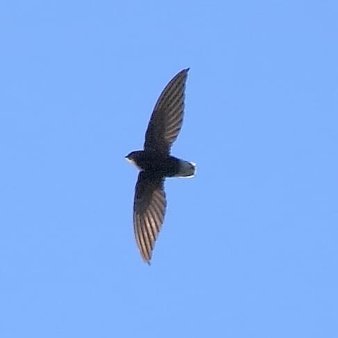 Short-tailed Swift (Chaetura brachyura)