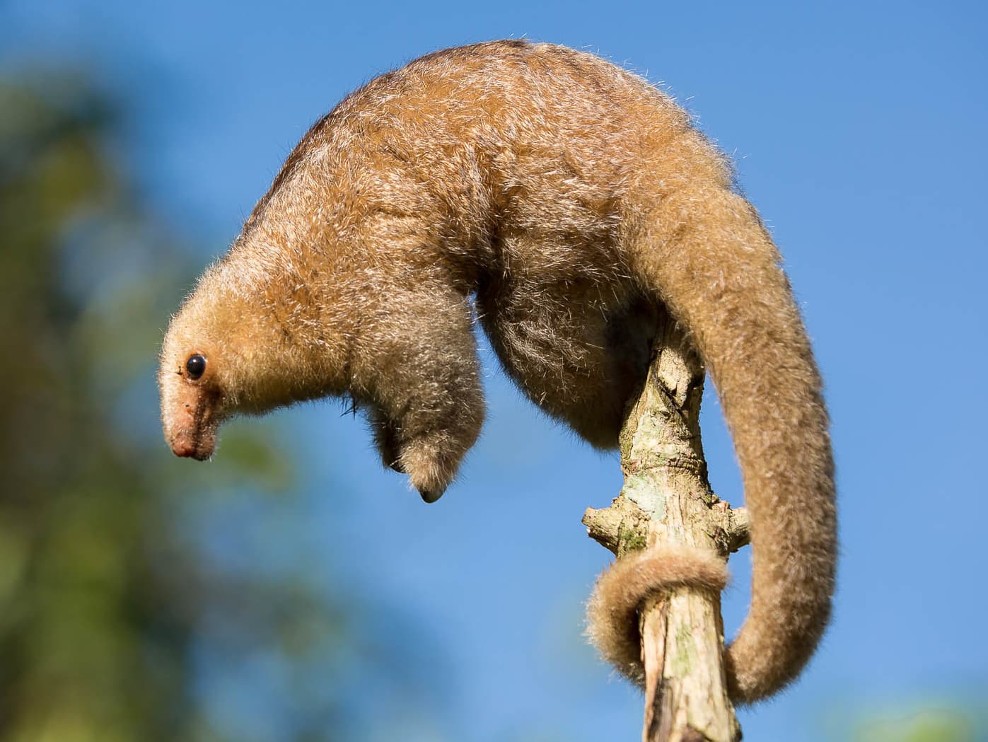 Silky Anteater (Cyclopes didactylus) portrait