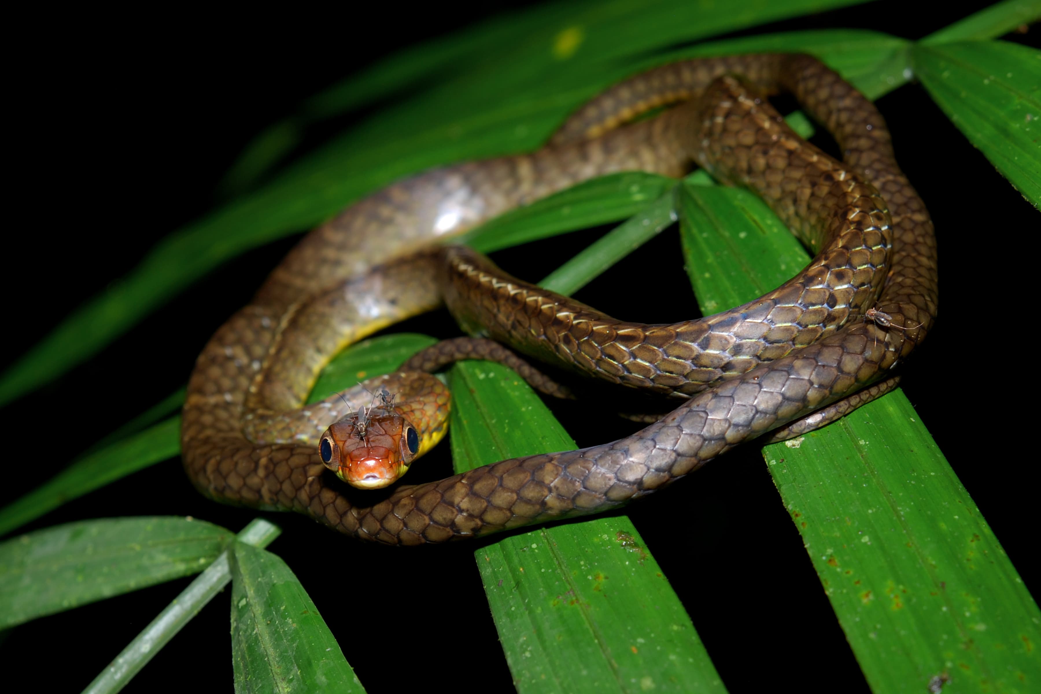 Smooth Machete Savane (Chironius scurrulus) in Yasuni, Ecuador