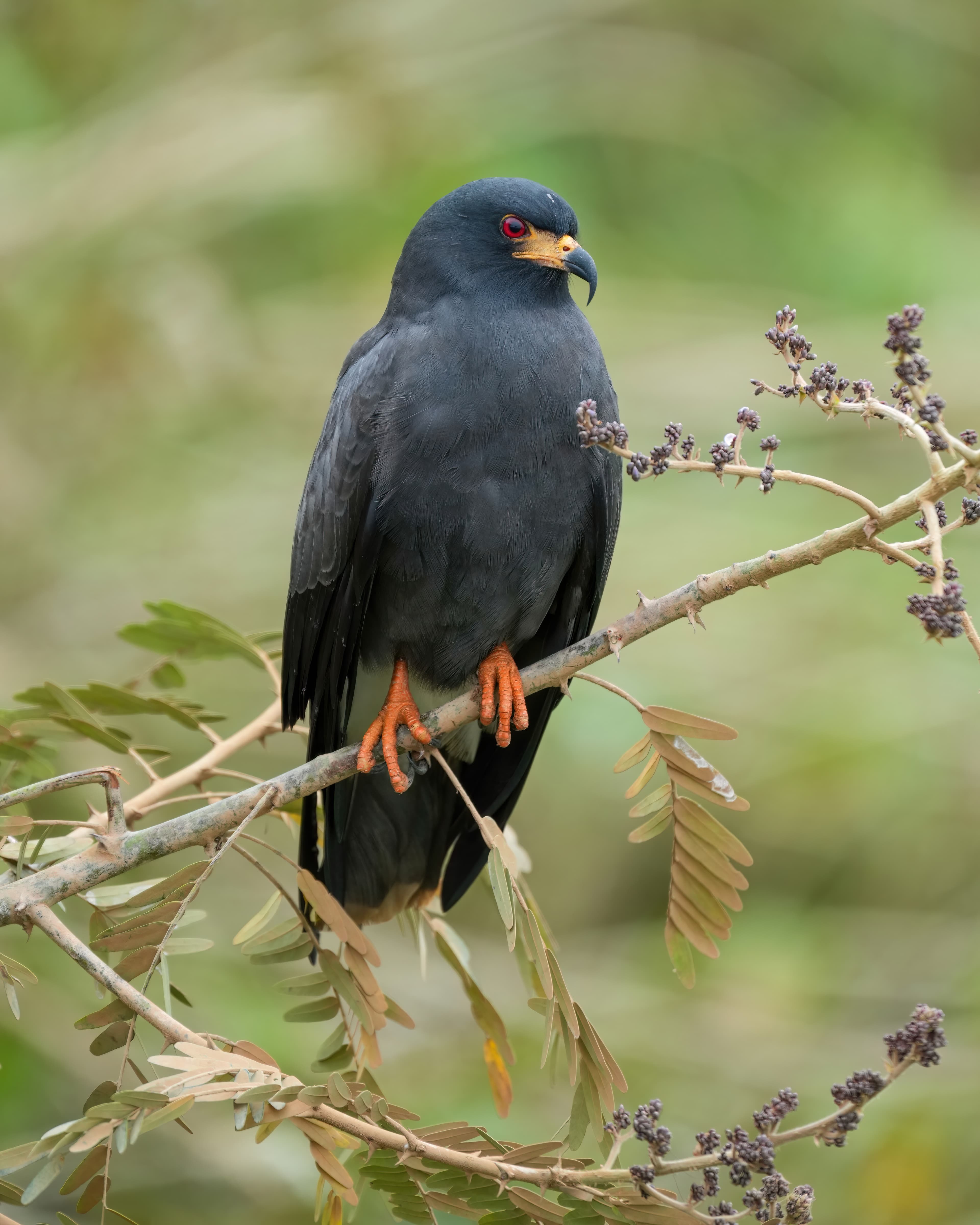 Snail Kite male (Rostrhamus sociabilis), Encontro das Águas, Brazil