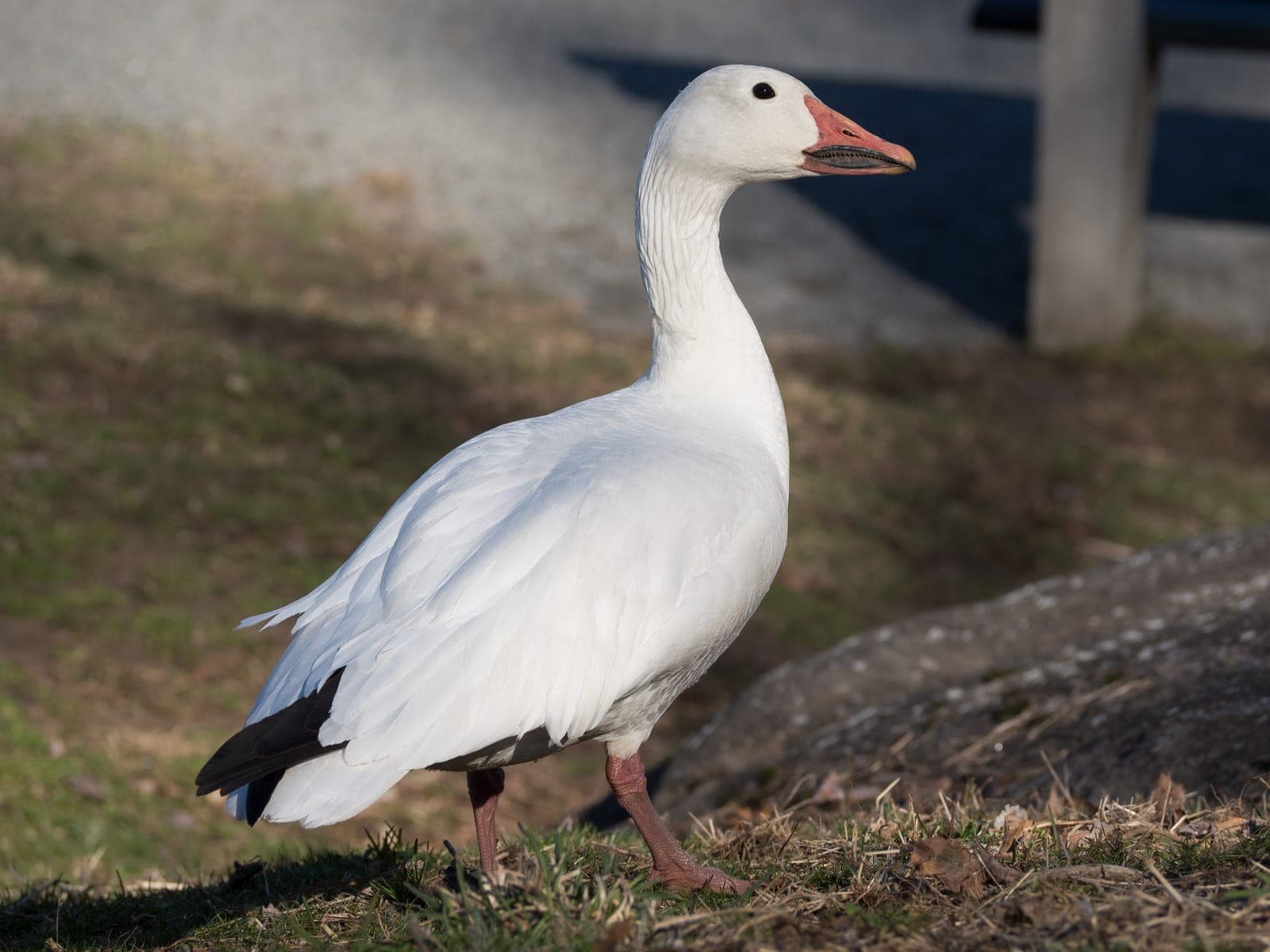 Adult Snow Goose in white plumage on the water