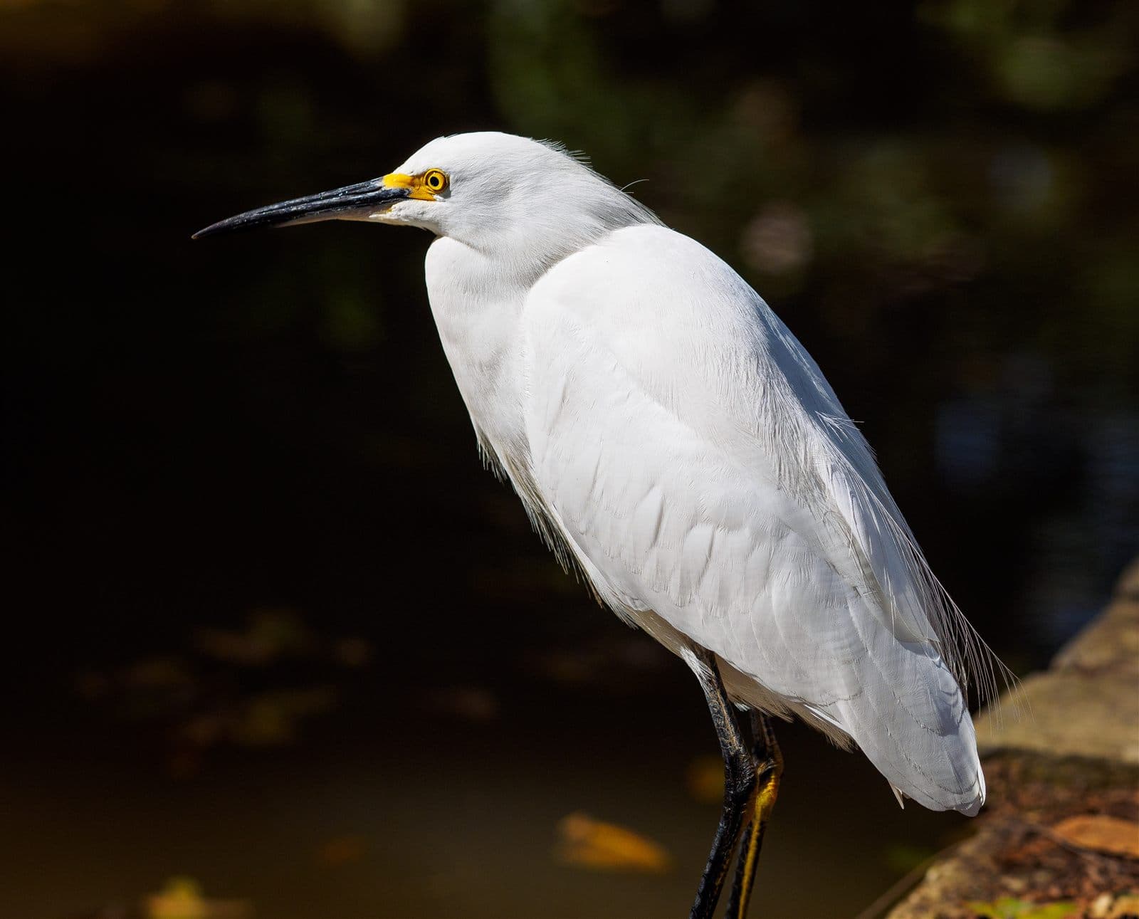 Snowy Egret (Egretta thula), Sao Paulo, Brazil
