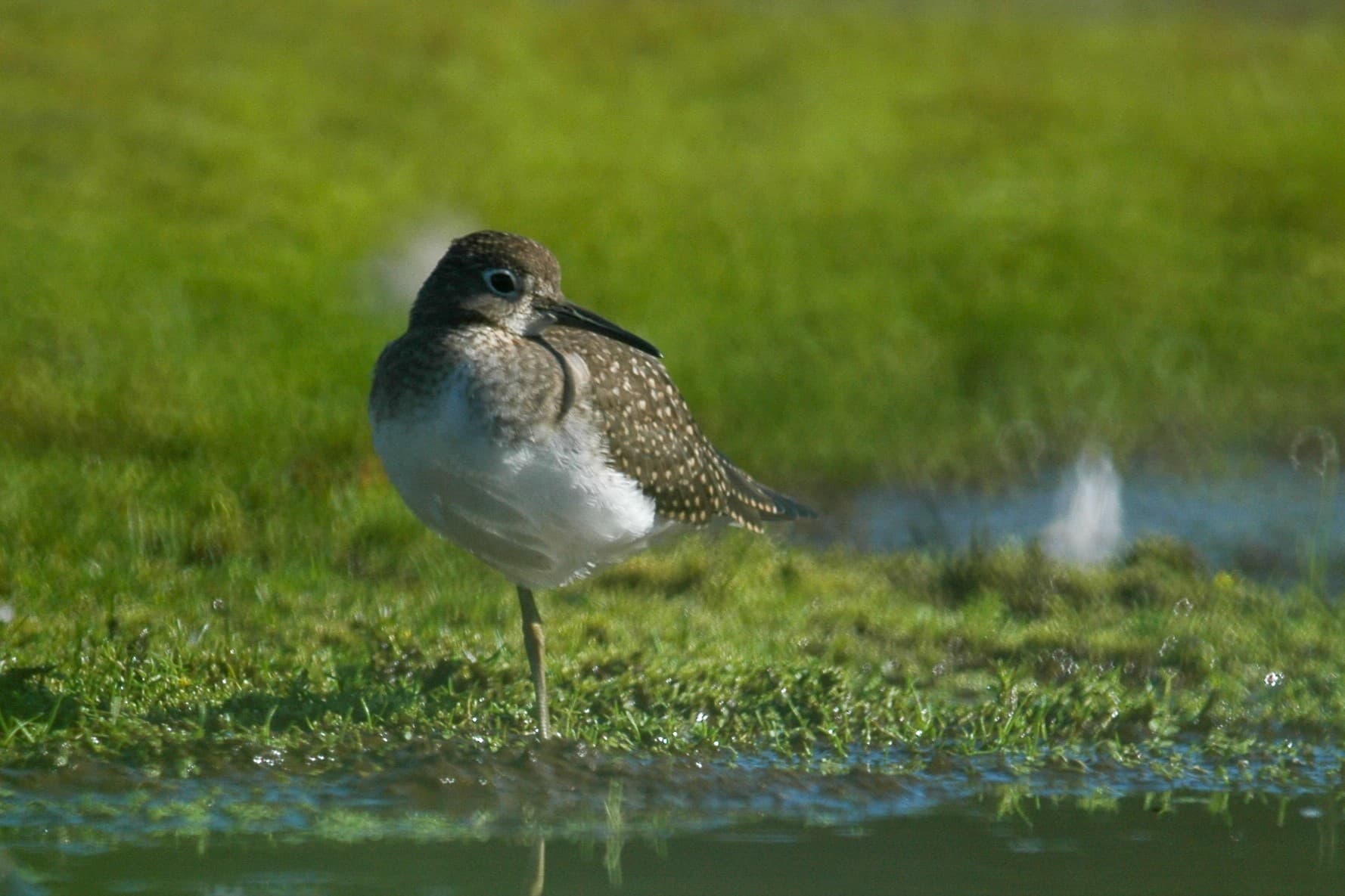 Solitary Sandpiper (Tringa solitaria), Middleton Island, Alaska