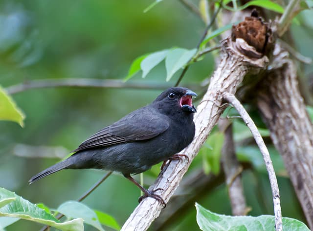 Sooty Grassquit (Tiaris fuliginosus), Piraju, São Paulo, Brazil