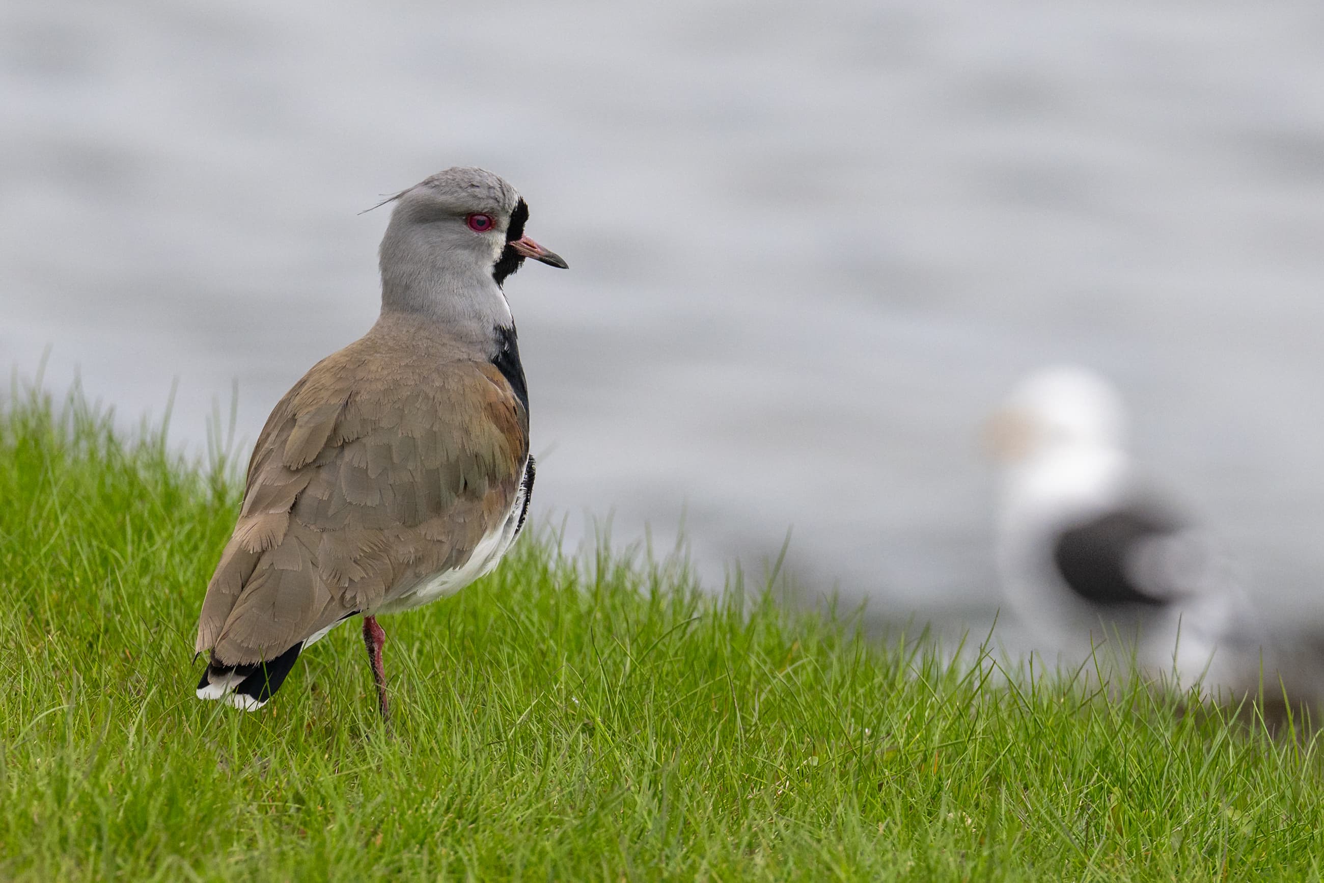 Southern Lapwing (Vanellus chilensis) portrait