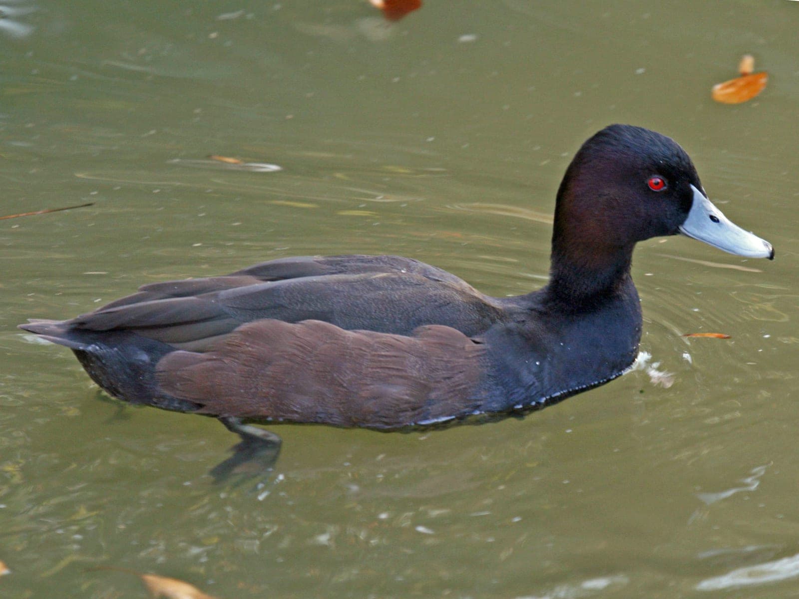 Male Southern Pochard showing its red eye and pale blue-grey bill
