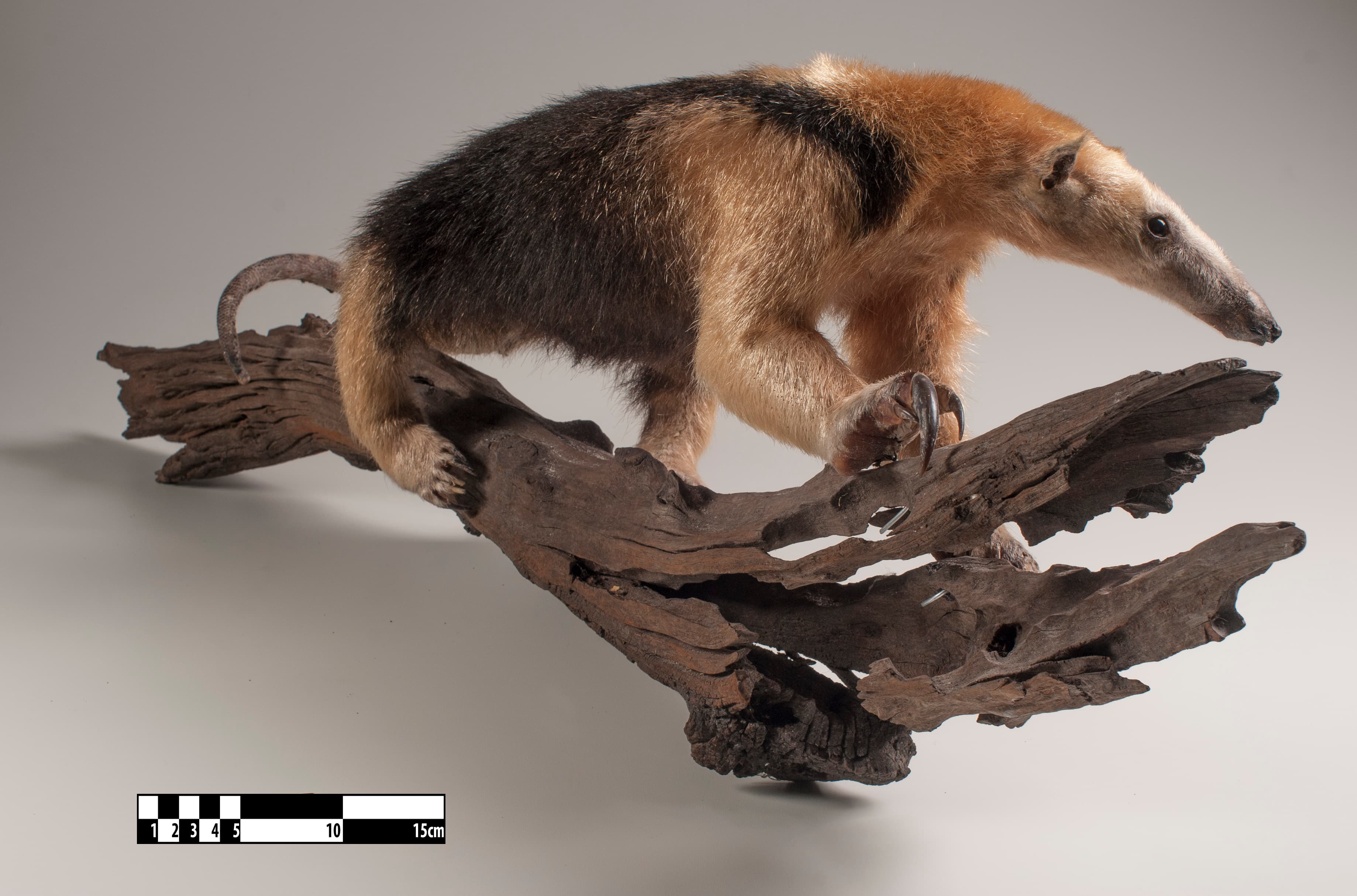 Southern Tamandua (Tamandua tetradactyla) at a university museum in Brazil