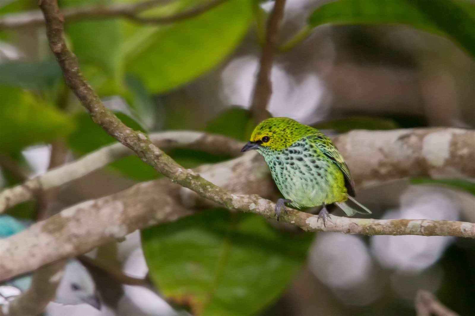 Speckled Tanager (Tangara guttata) perched on a branch