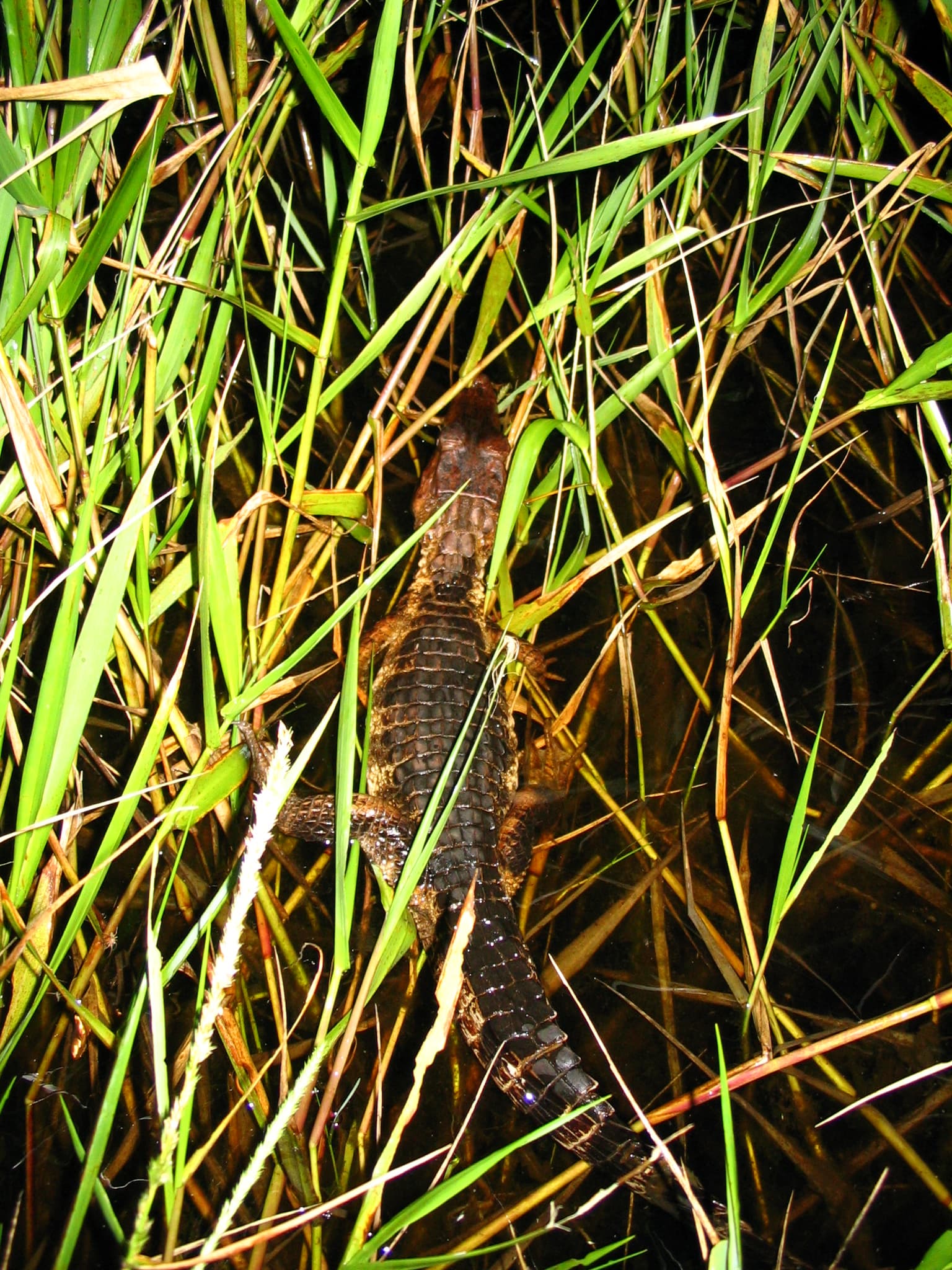 Spectacled Caiman (Caiman crocodilus) portrait