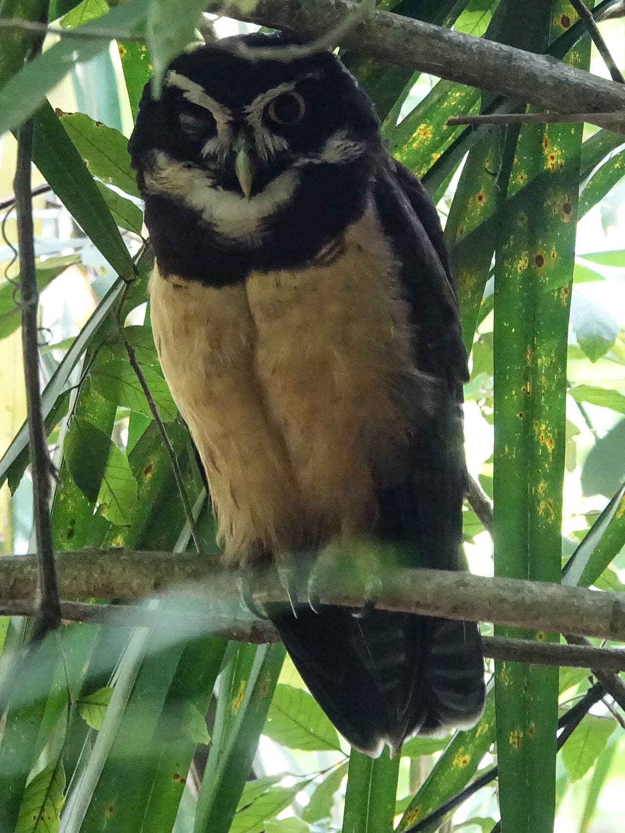 Spectacled Owl (Pulsatrix perspicillata)