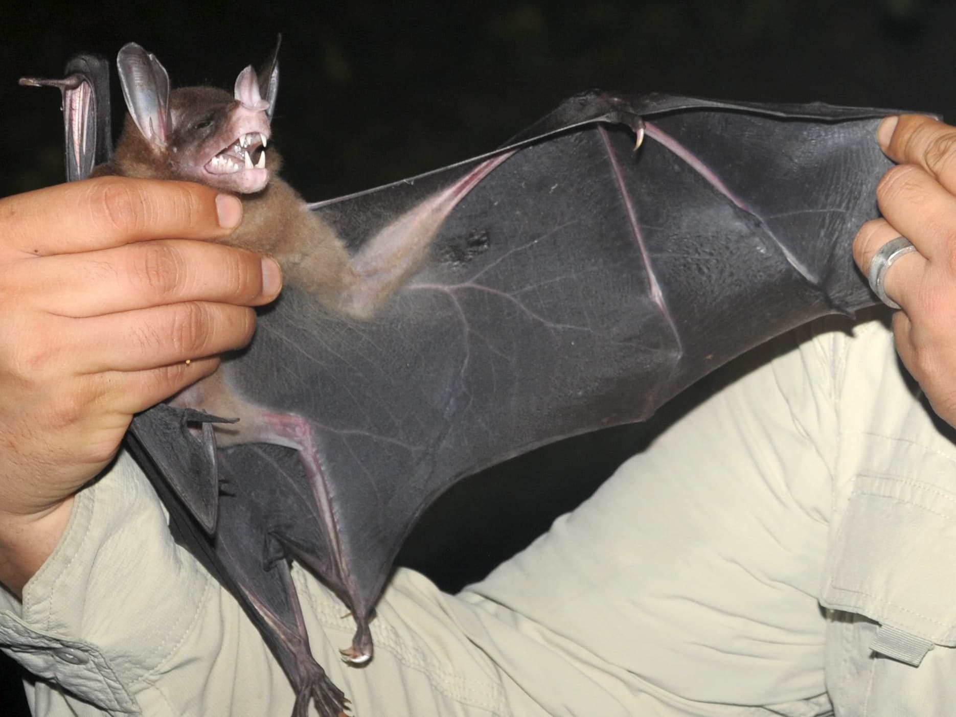 Spectral bat (Vampyrum spectrum)
