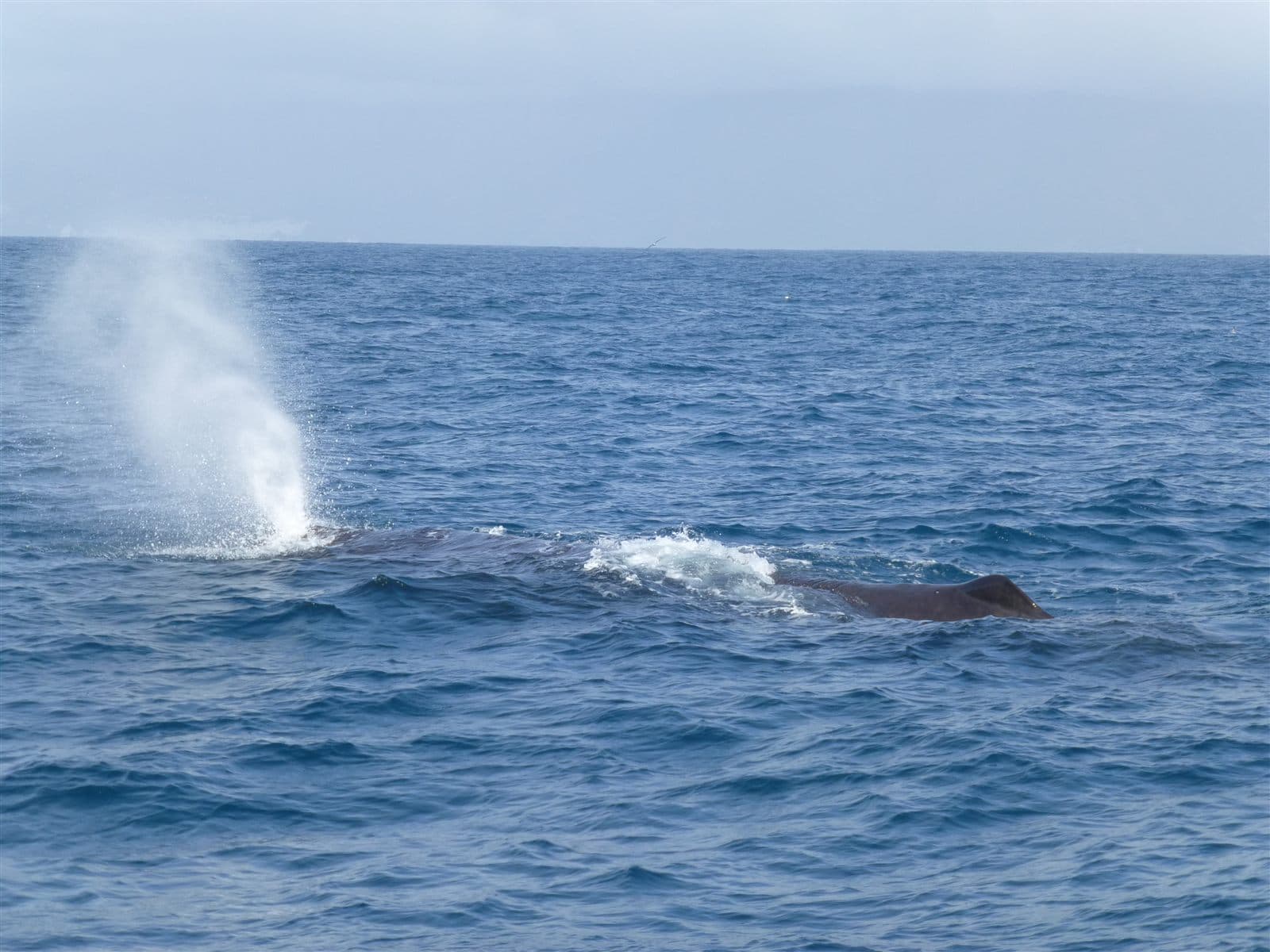 Sperm whale (Physeter macrocephalus)