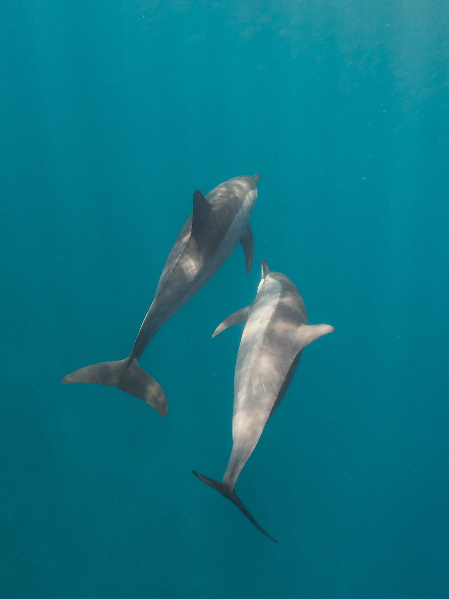 Spinner dolphin (Stenella longirostris)