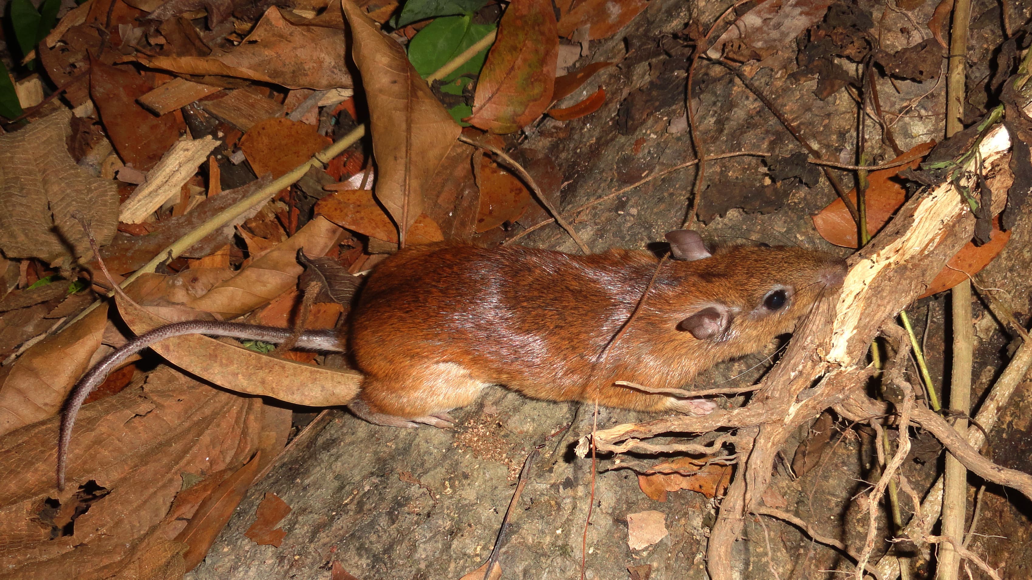 Spiny Rat (Proechimys longicaudatus), a representative species of the genus found in T&T