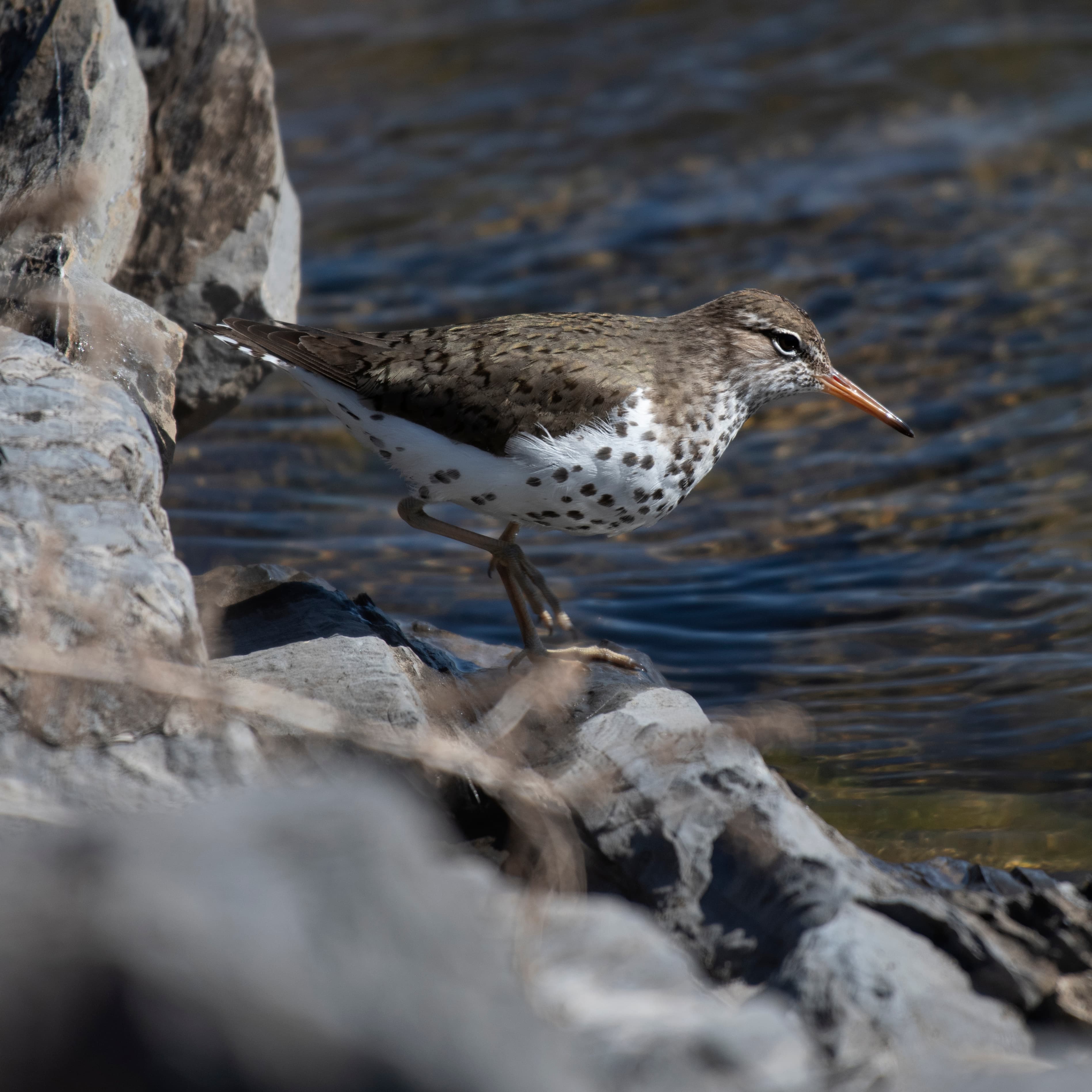 Spotted Sandpiper (Actitis macularius), non-breeding plumage