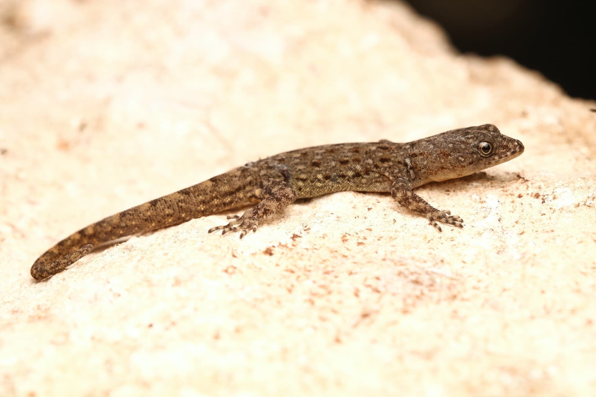 Streak Lizard / Wiegmann's Striped Gecko (Gonatodes vittatus), Dutch Caribbean
