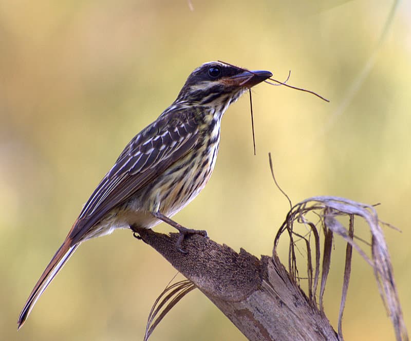 Streaked Flycatcher (Myiodynastes maculatus)