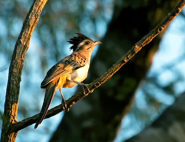 Striped Cuckoo (Tapera naevia)