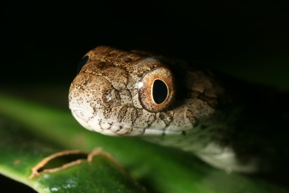 Striped Swamp Snake (Thamnodynastes sp.) portrait
