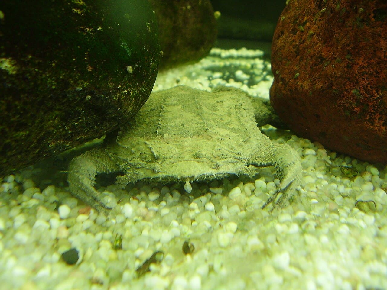 Pipa pipa (Surinam toad)