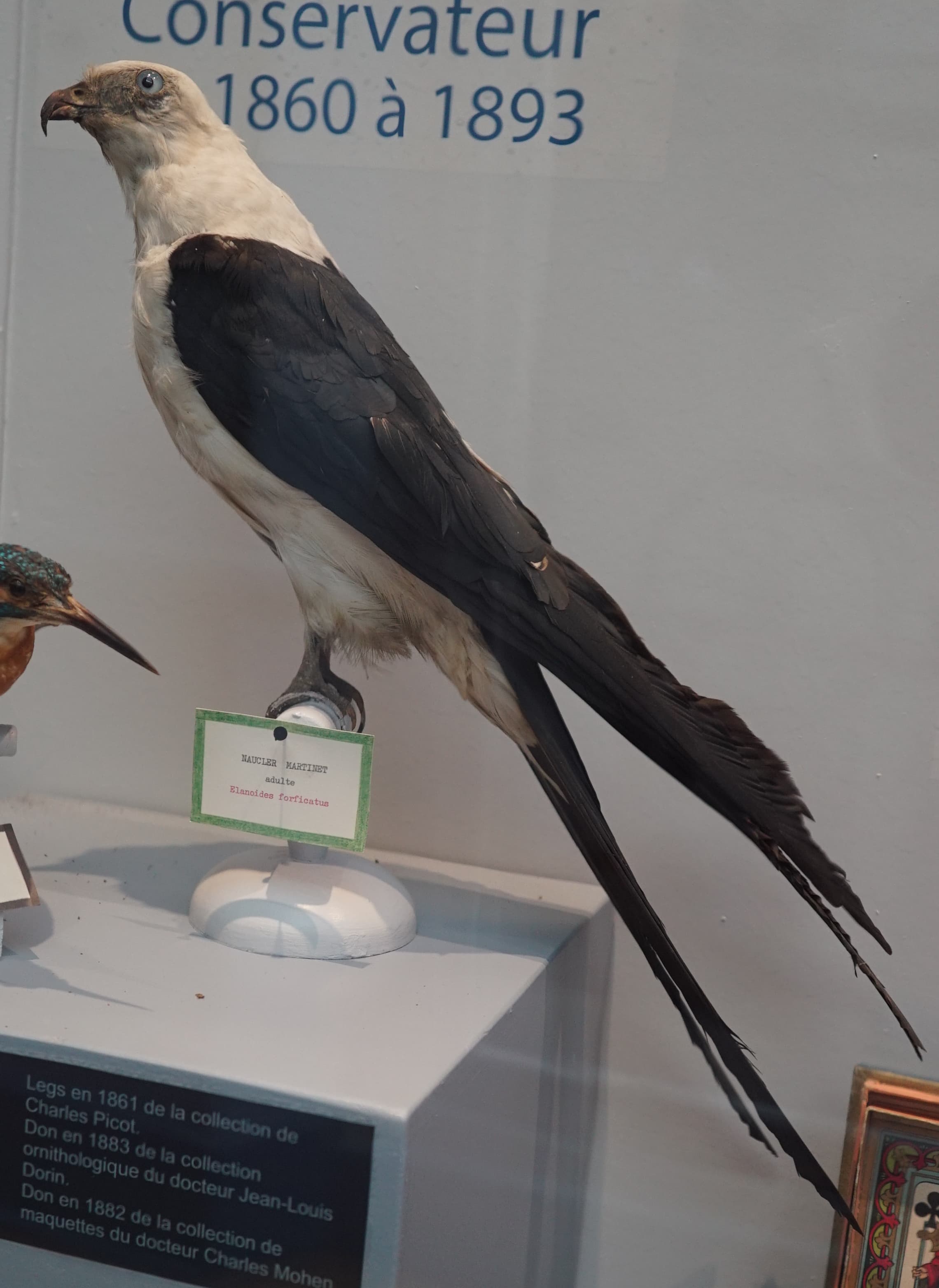 Swallow-tailed Kite (Elanoides forficatus) in flight