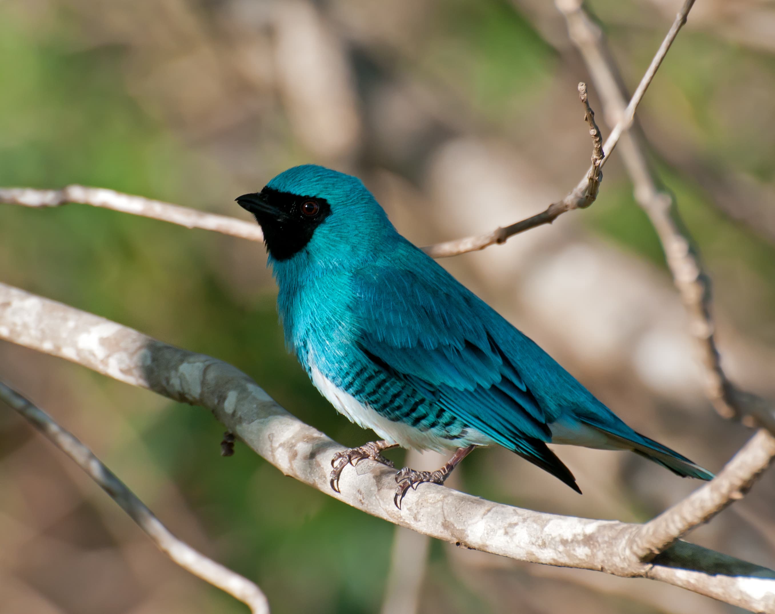 Swallow Tanager (Tersina viridis), male, Piraju, São Paulo, Brazil