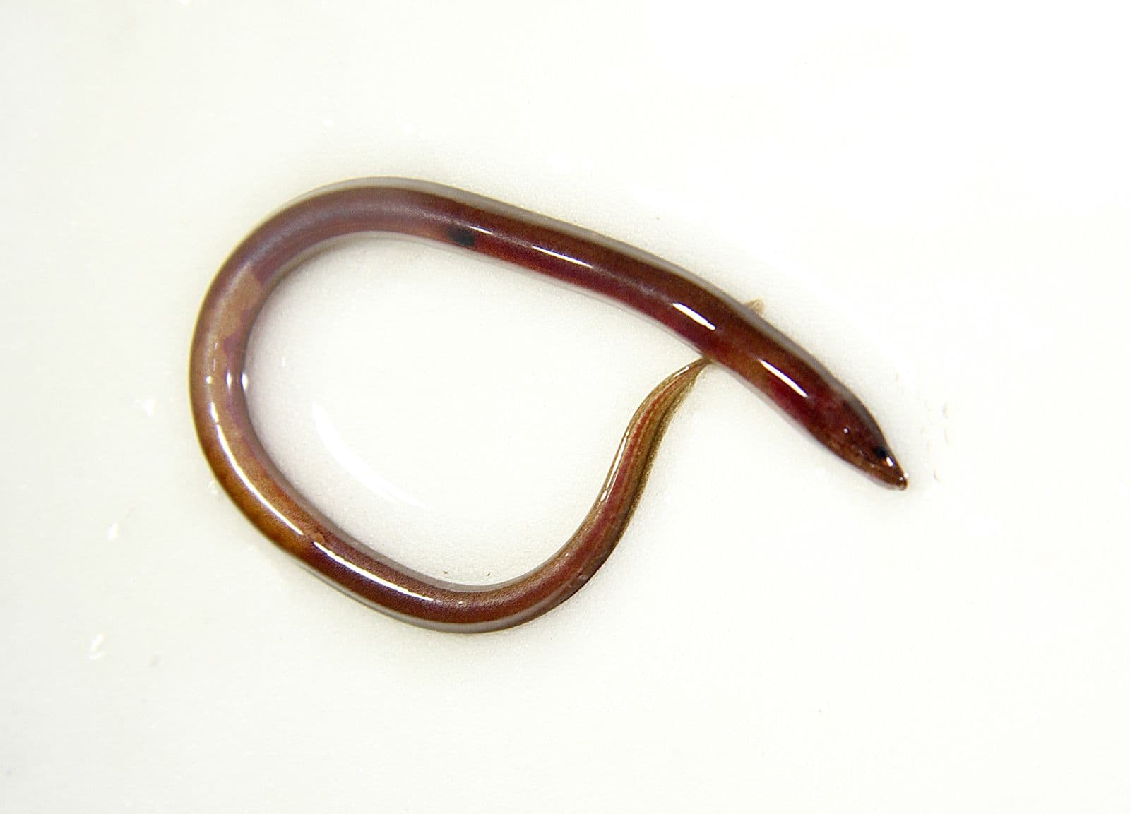 Swamp Eel (Synbranchus marmoratus) portrait