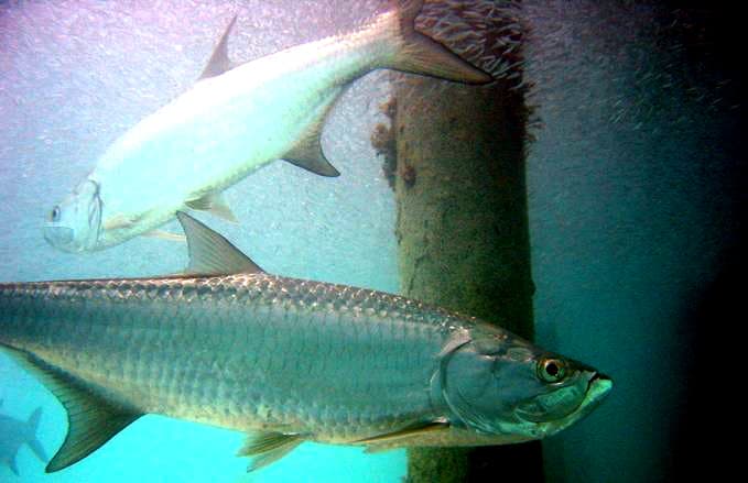 Atlantic Tarpon (Megalops atlanticus)