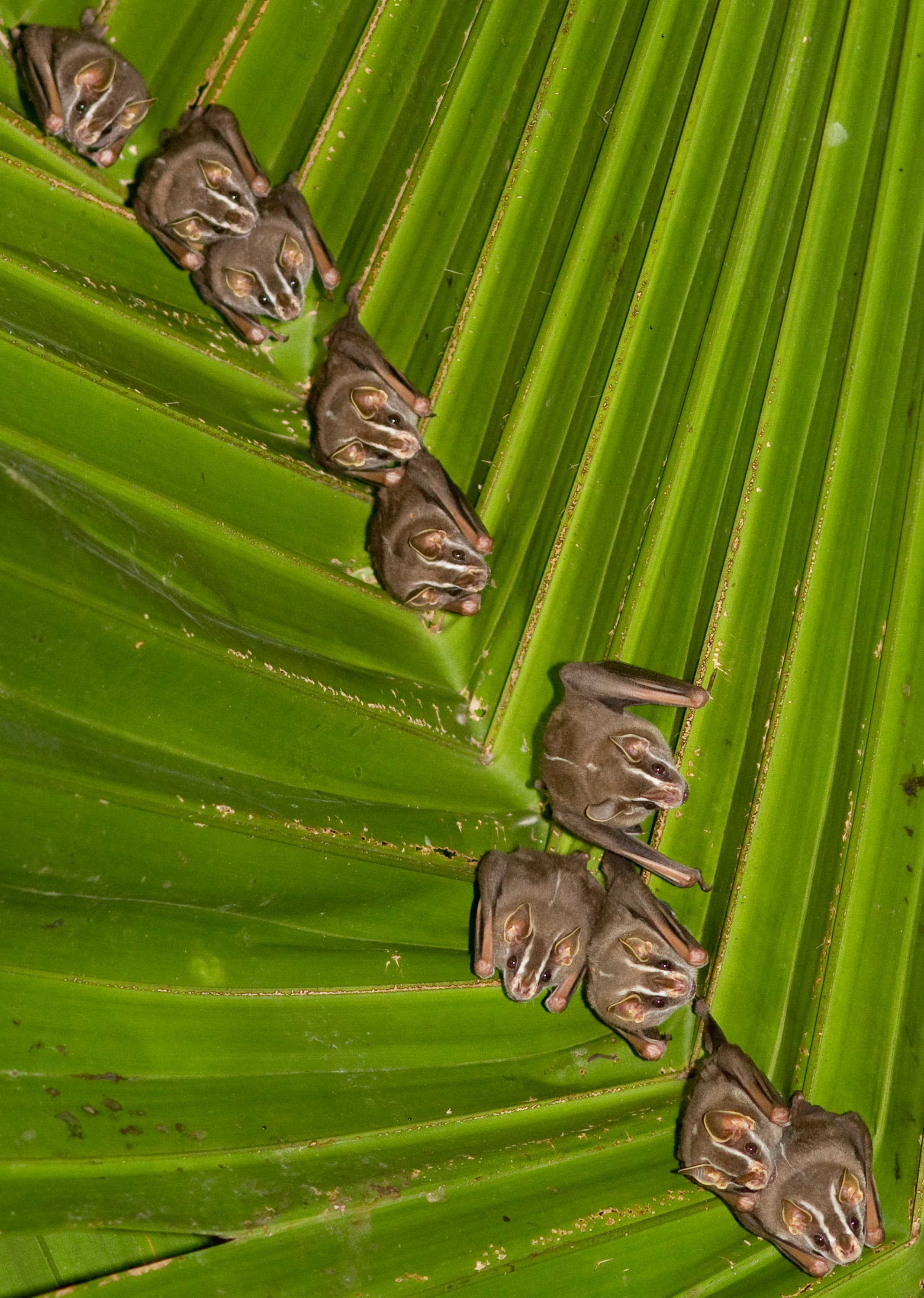 Tent-making Bat (Uroderma bilobatum), Gamboa, Panama