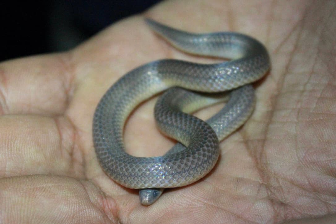 Three-Lined Snake (Atractus trilineatus) from Trinidad