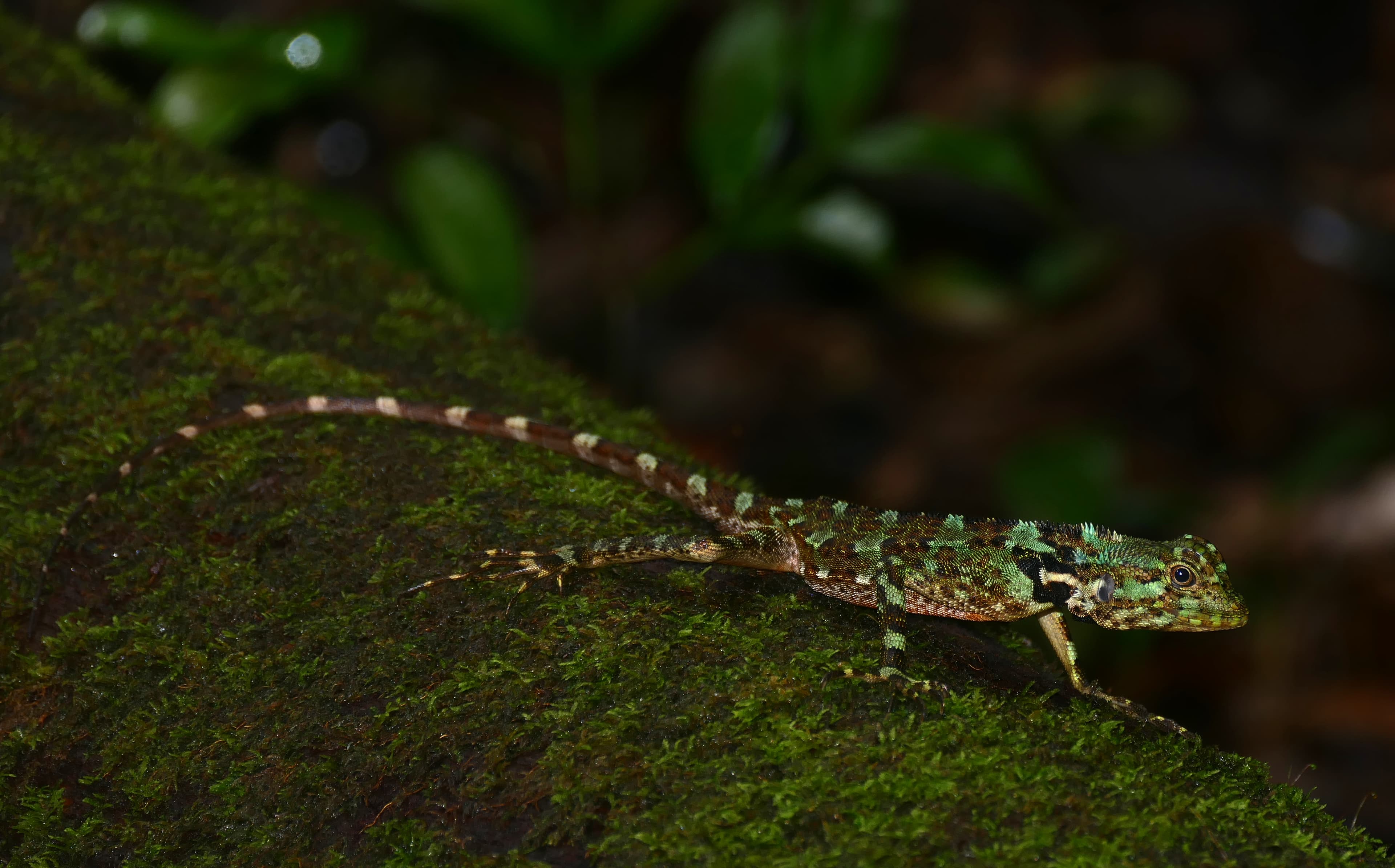 Tree Runner (Plica plica), French Guiana