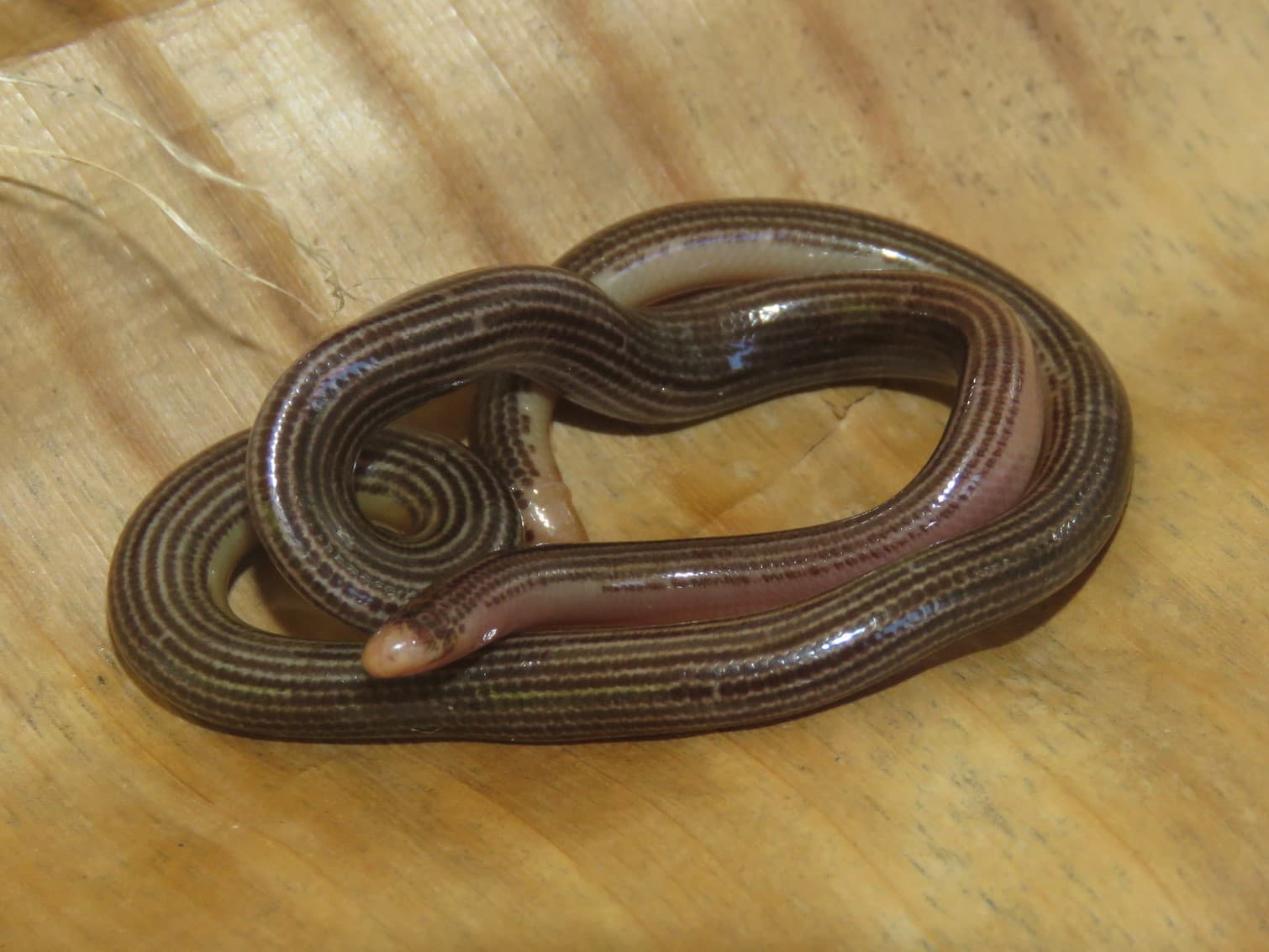 Trinidad Burrowing Snake (Amerotyphlops trinitatus) endemic to Trinidad