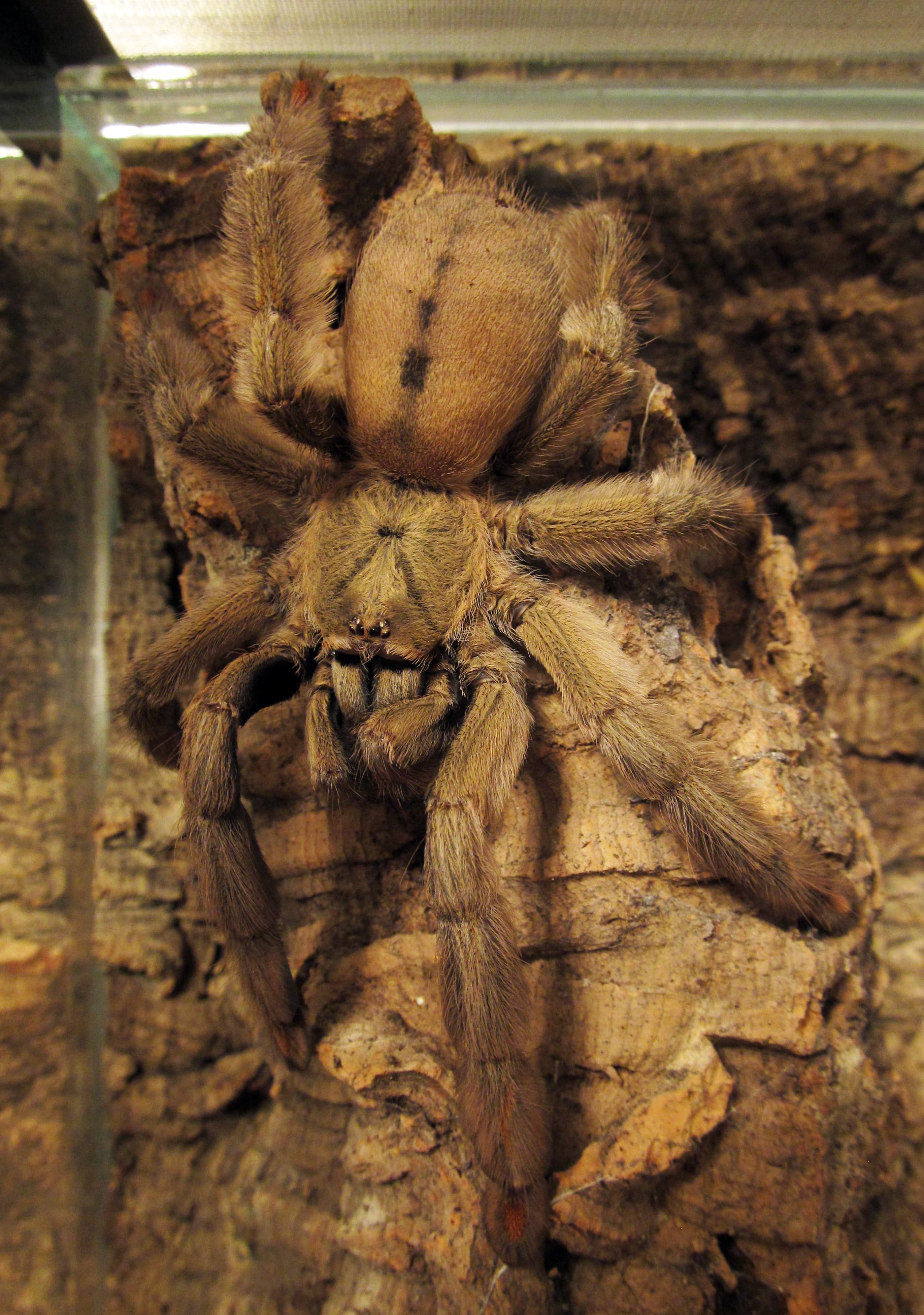 Trinidad Chevron Tarantula (Psalmopoeus cambridgei) female