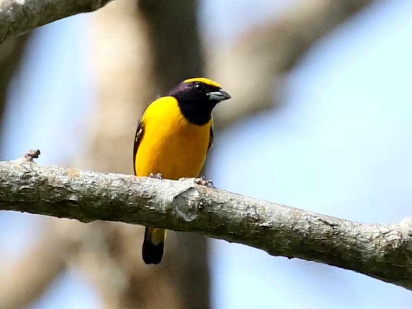 Trinidad Euphonia (Euphonia trinitatis) perched on a tree branch