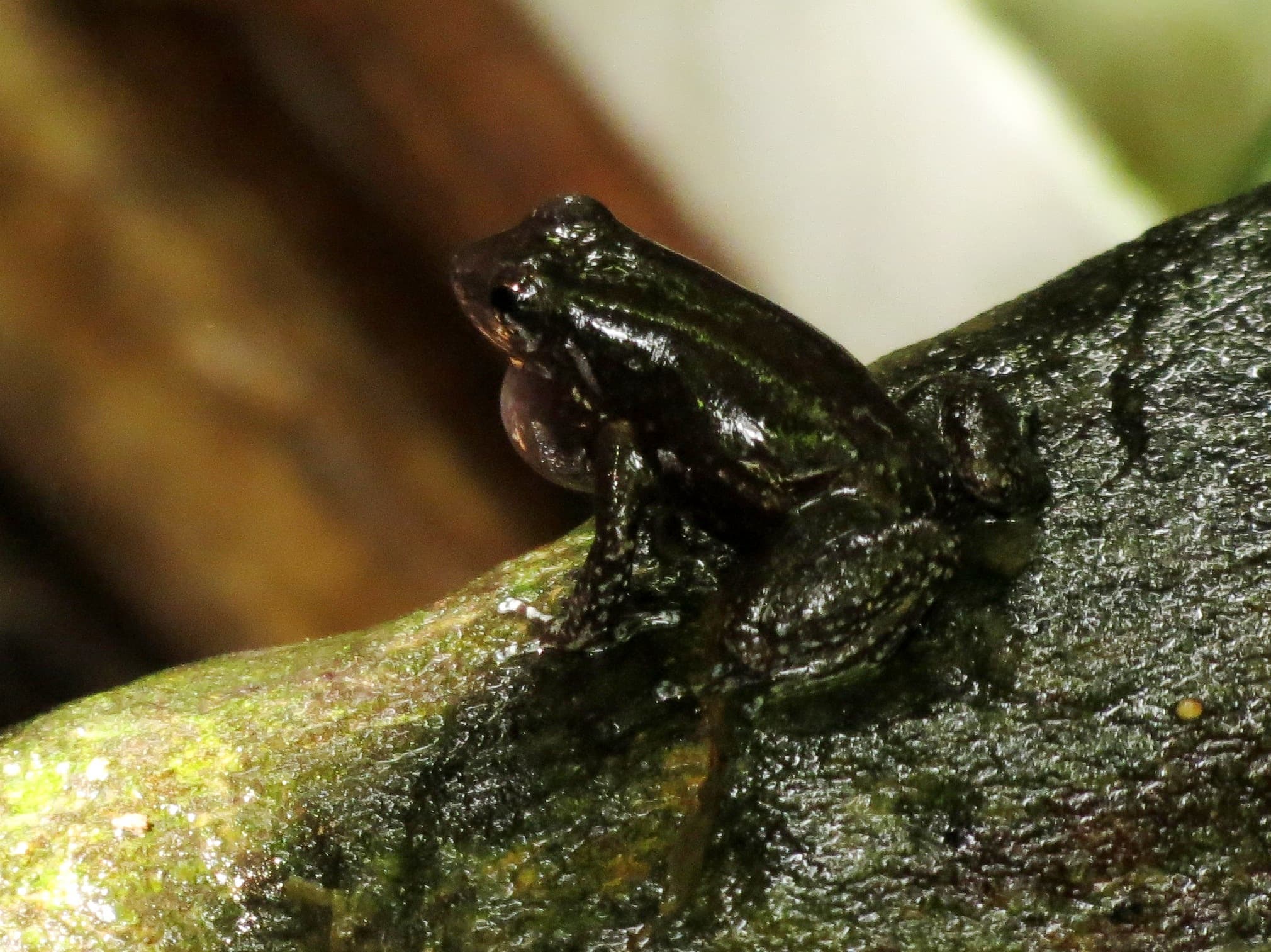 Trinidad Stream Frog (Mannophryne trinitatis), Trinidad