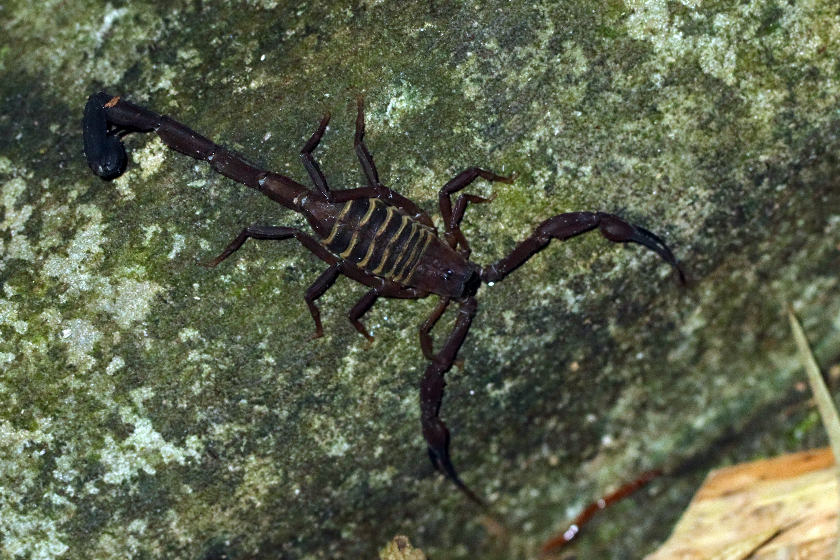 Trinidad Thick-tailed Scorpion (Tityus trinitatis) portrait
