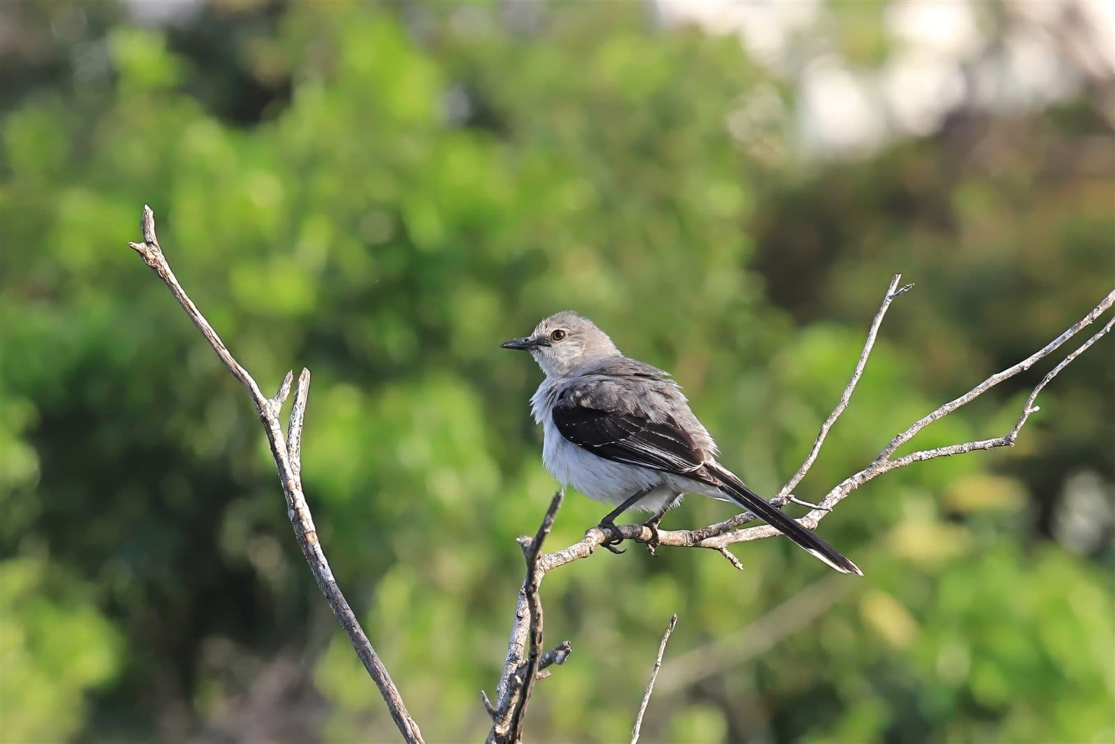 Tropical Mockingbird (Mimus gilvus) perched, Yucatan