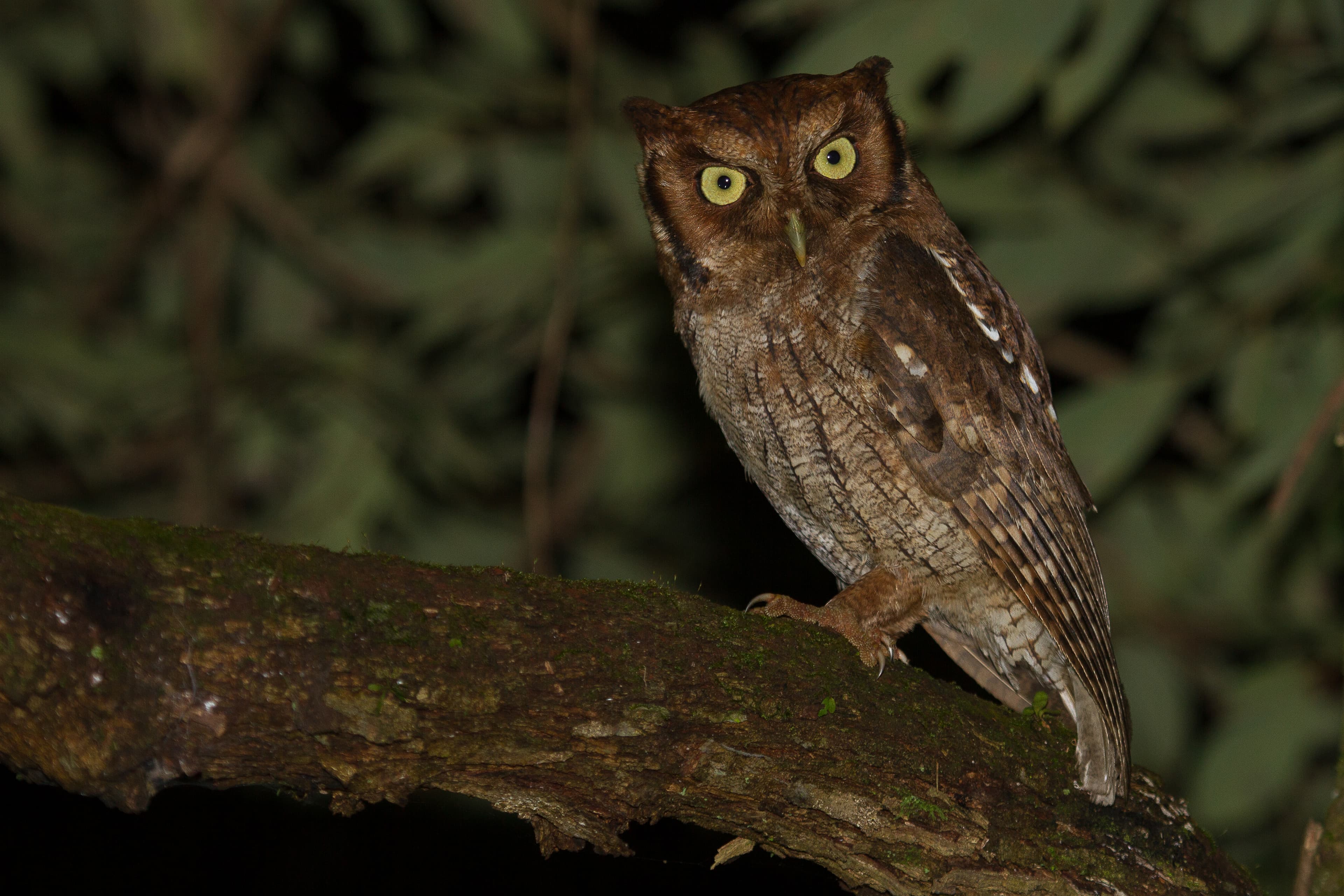 Tropical Screech-Owl (Megascops choliba), Brazil