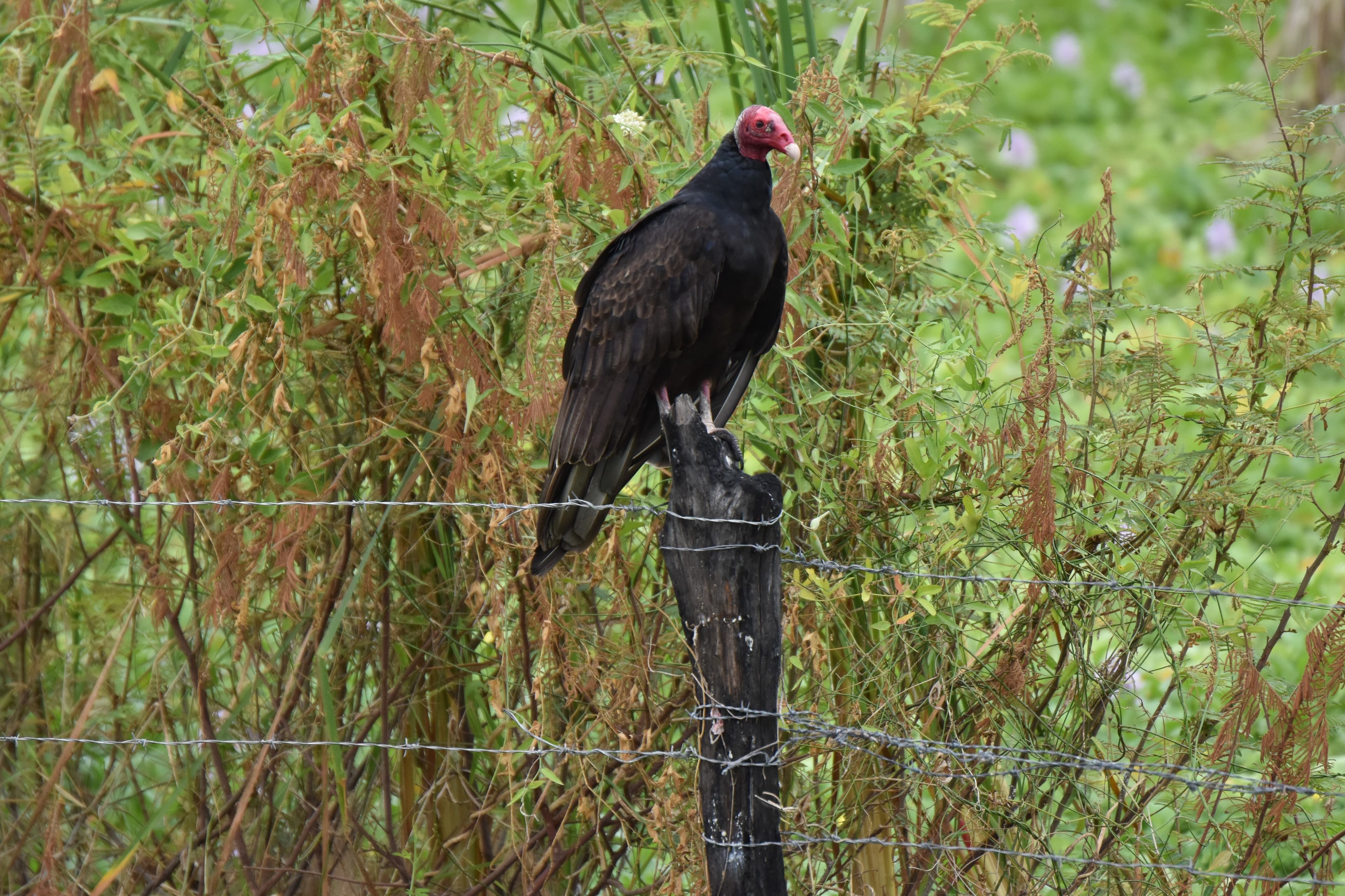 Turkey Vulture (Cathartes aura) perched with wings spread