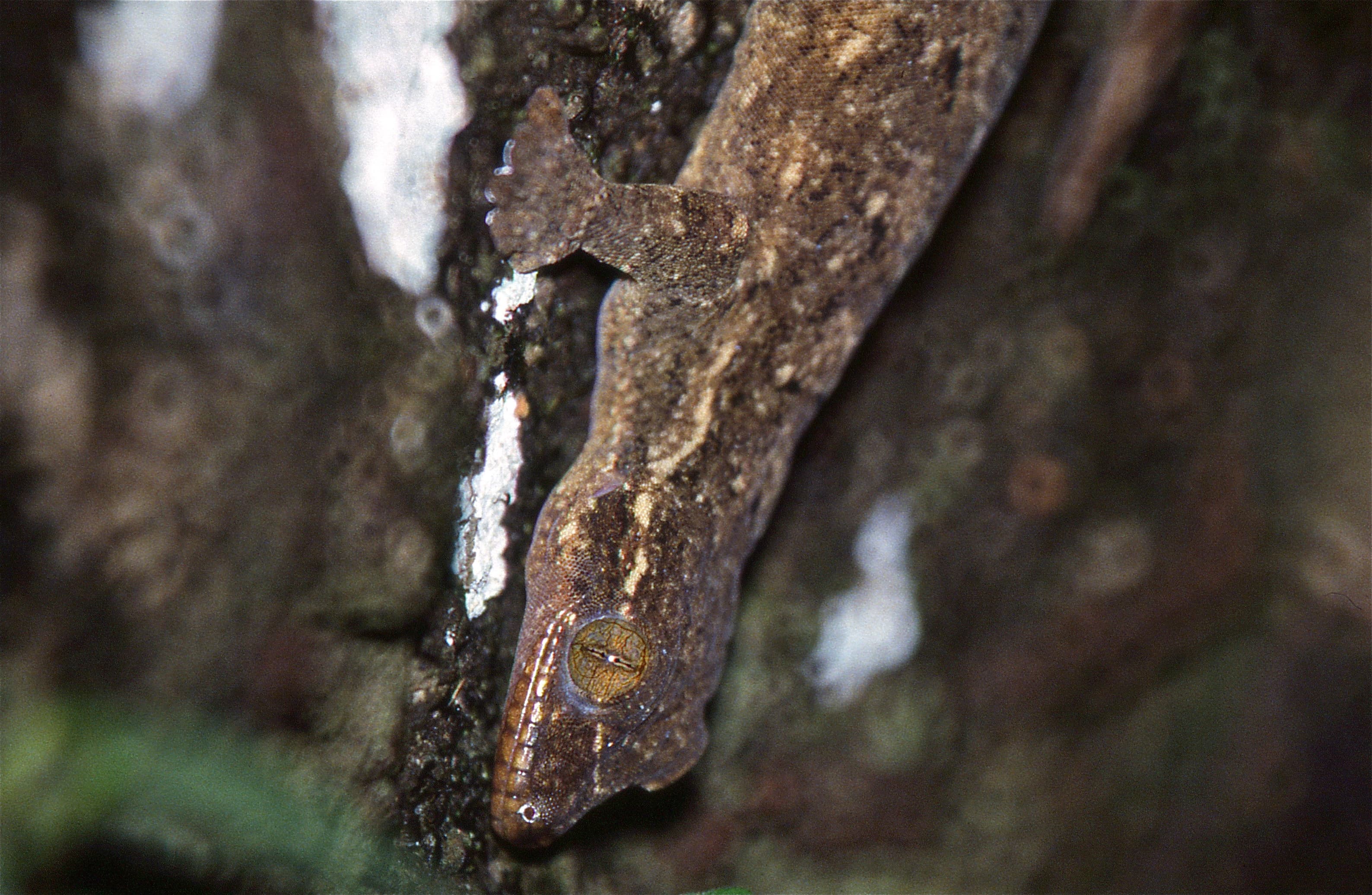 Turnip-tailed Gecko (Thecadactylus rapicauda), La Selva, Costa Rica
