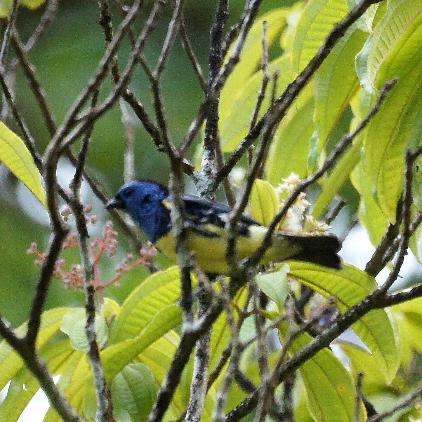 Turquoise Tanager (Tangara mexicana) perched on a branch