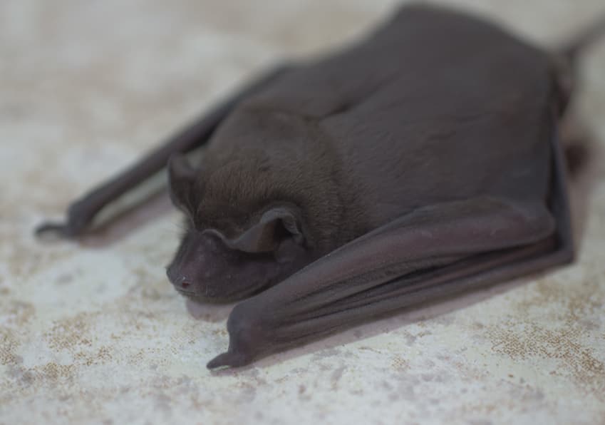 Velvety Free-tailed Bat (Molossus molossus), Brazil