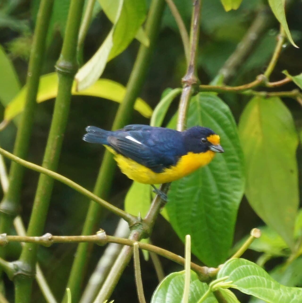 Violaceous Euphonia (Euphonia violacea), male