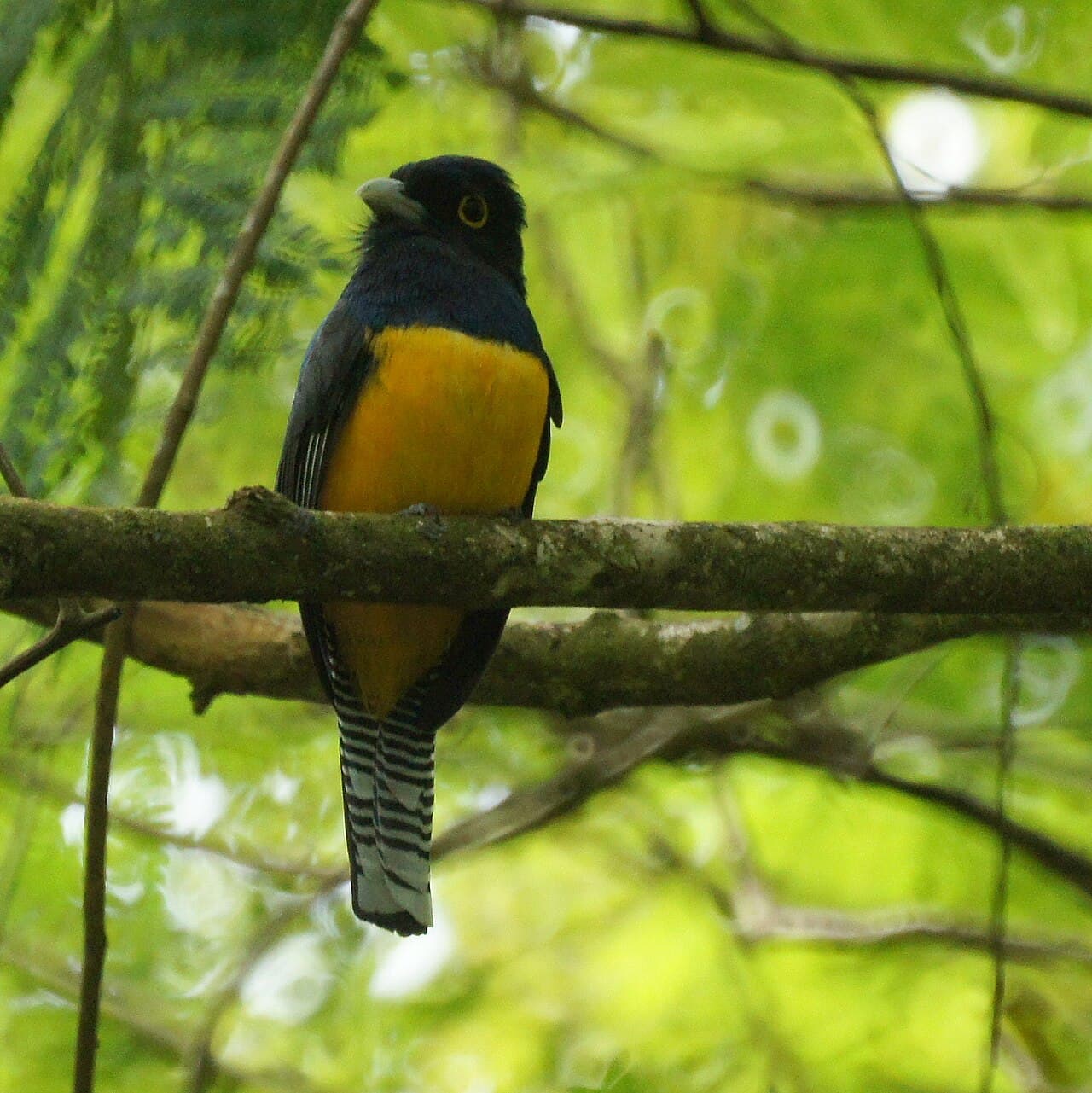 Violaceous Trogon (Trogon violaceus), Trinidad