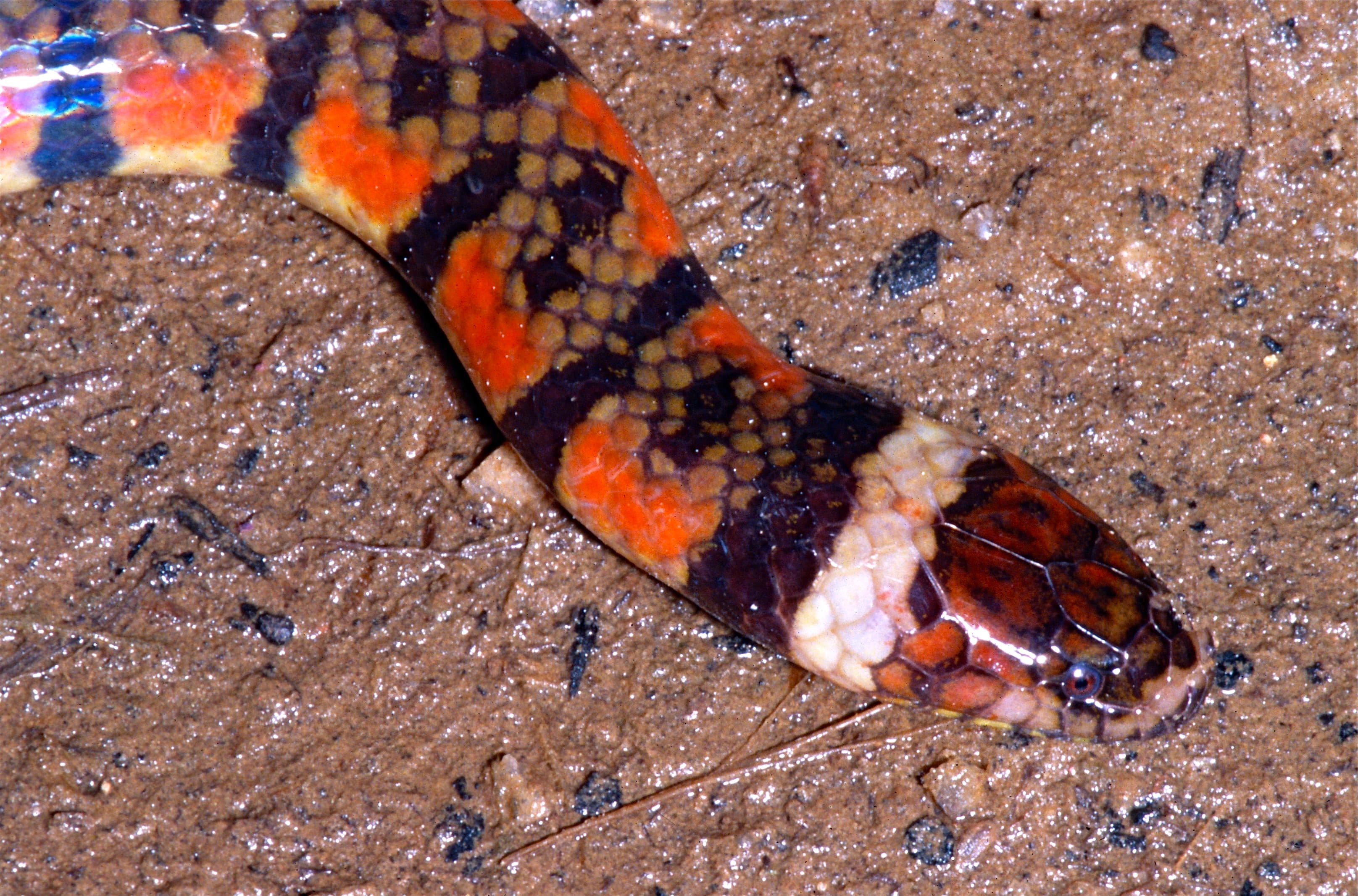 Water Coral / Triangle Water Snake (Hydrops triangularis) portrait