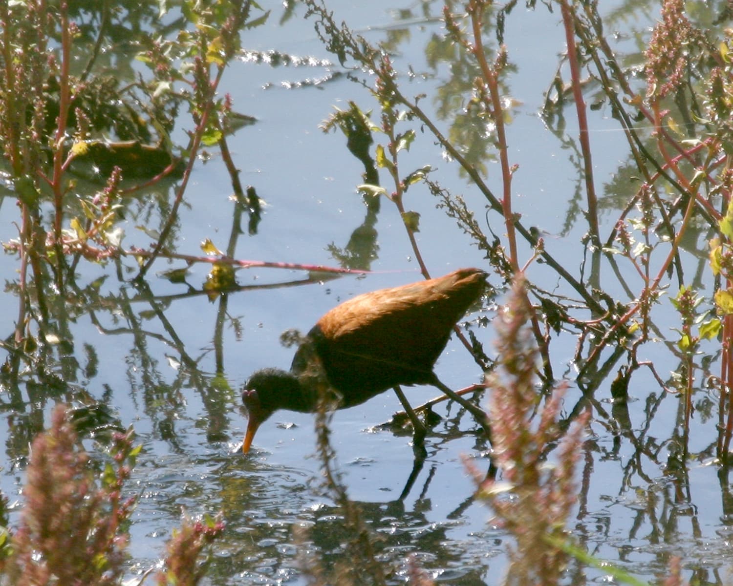 Wattled Jacana (Jacana jacana) in Argentina