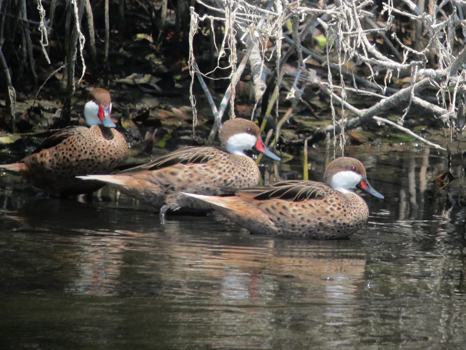 White-cheeked Pintail (Anas bahamensis), Isla de Salamanca, Colombia