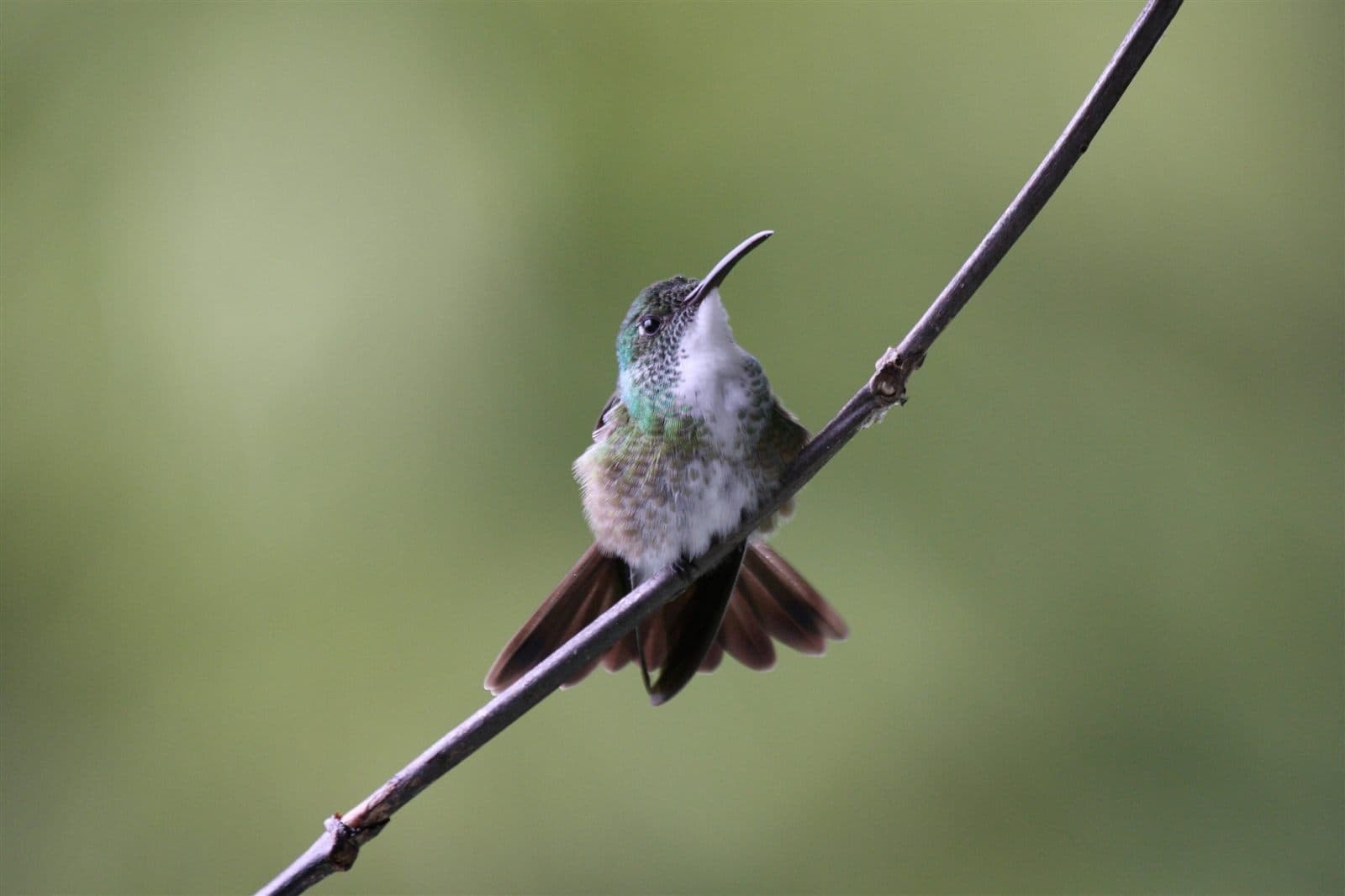 White-chested Emerald (Amazilia brevirostris) hummingbird
