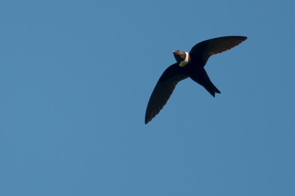 White-collared Swift (Streptoprocne zonaris)